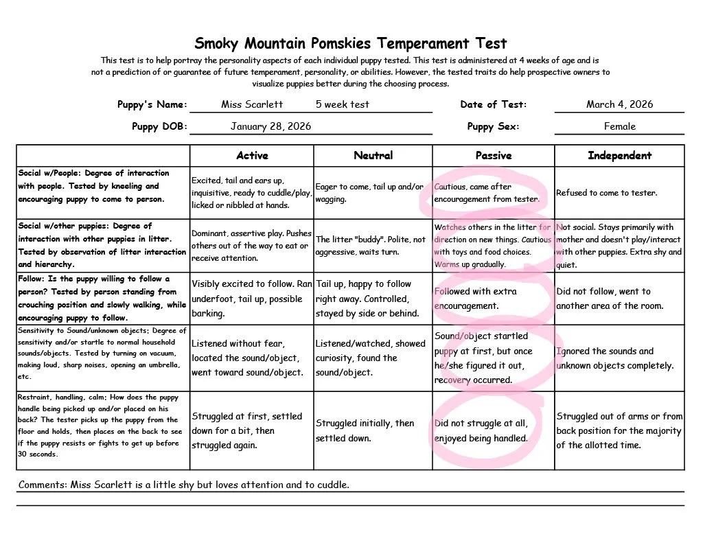 Miss Scarlett 5 week Temperament Test