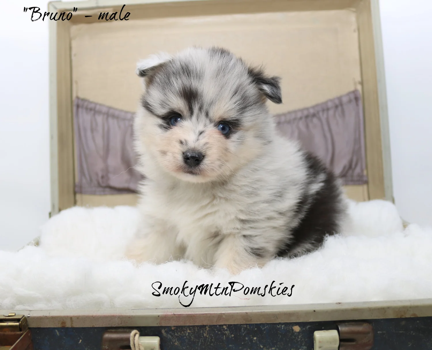 Past Pomsky Puppies Pomsky Breeder — Smoky Mountain Pomskies