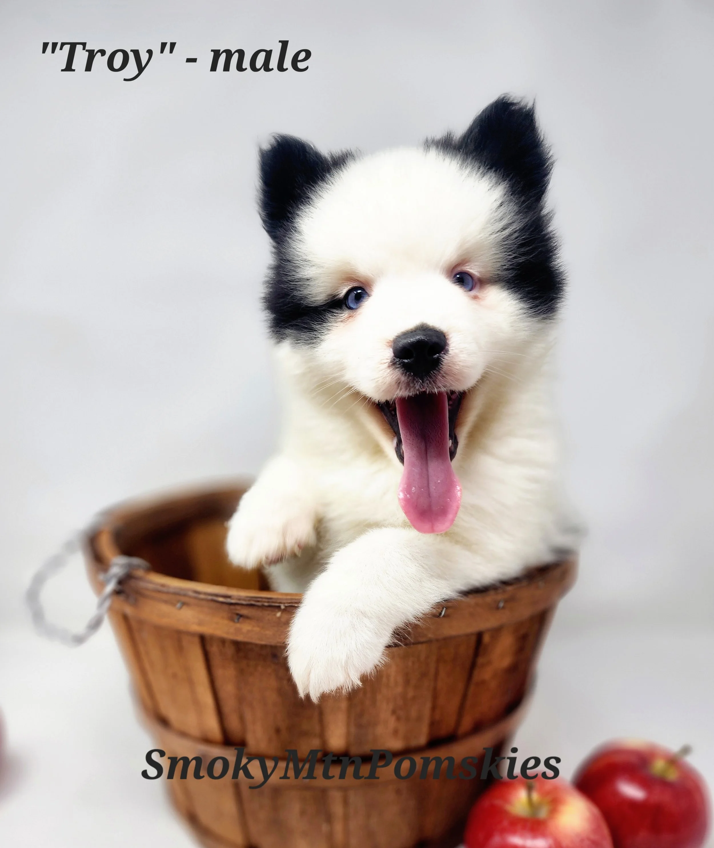 Pomsky Puppies For Sale Available Pups — Smoky Mountain Pomskies