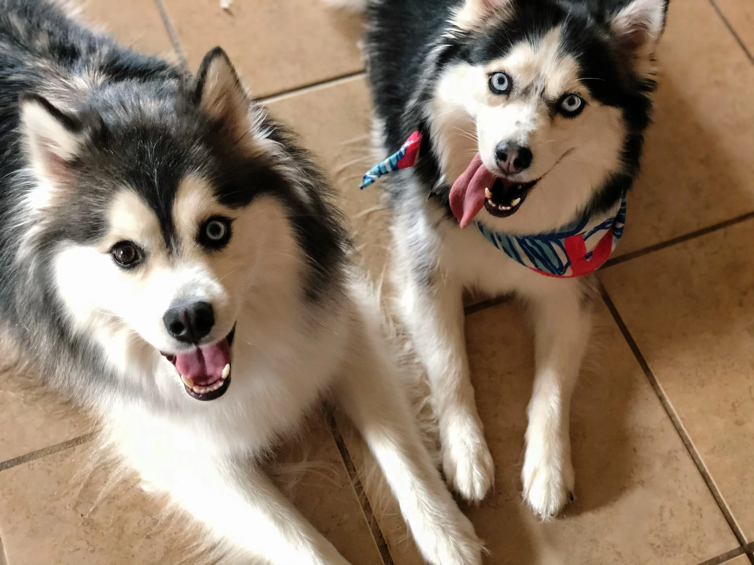 Past Pomsky Puppies Pomsky Breeder — Smoky Mountain Pomskies