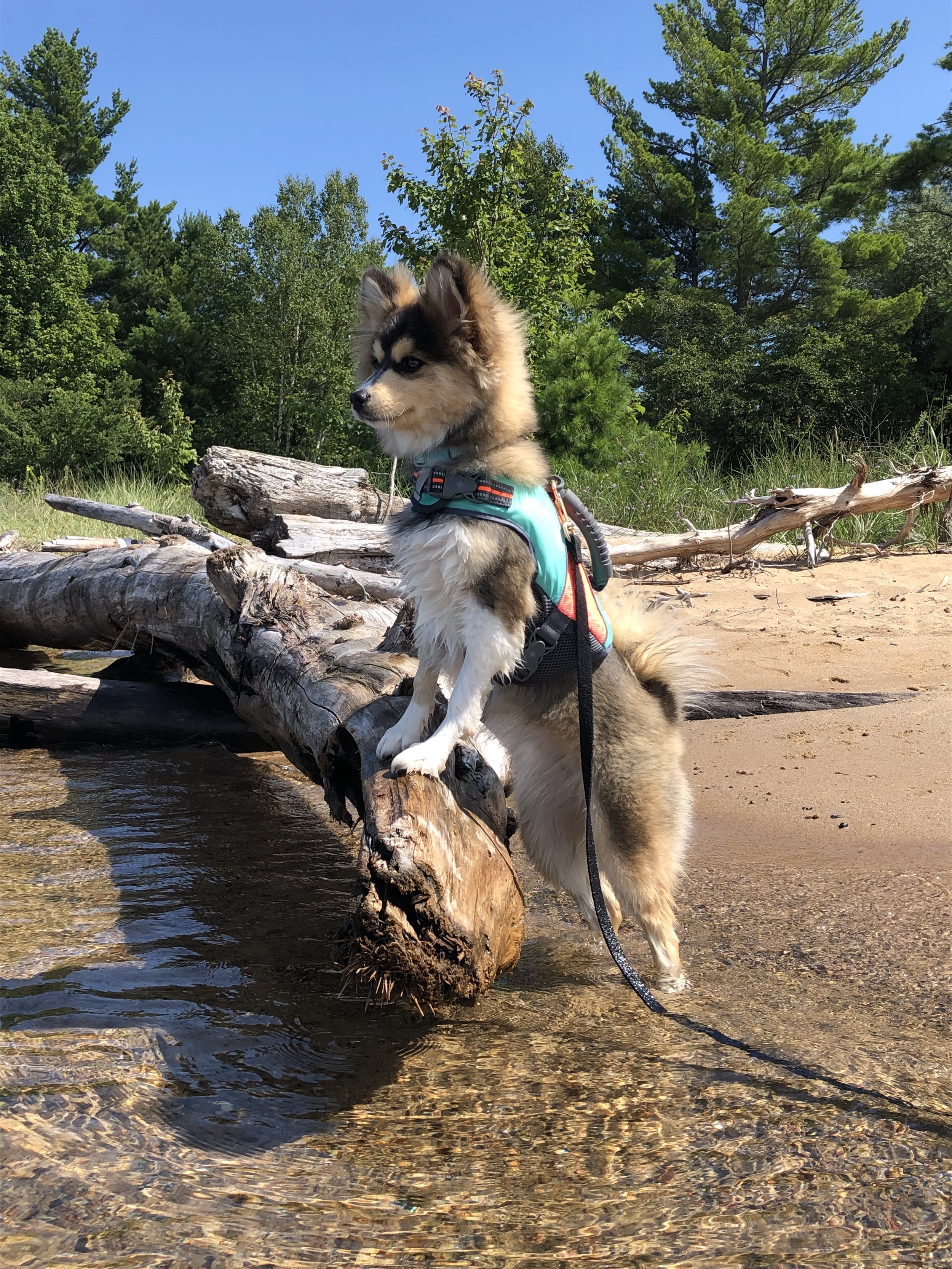 Jennifer Turner - Bodhi Pomsky 3.jpeg