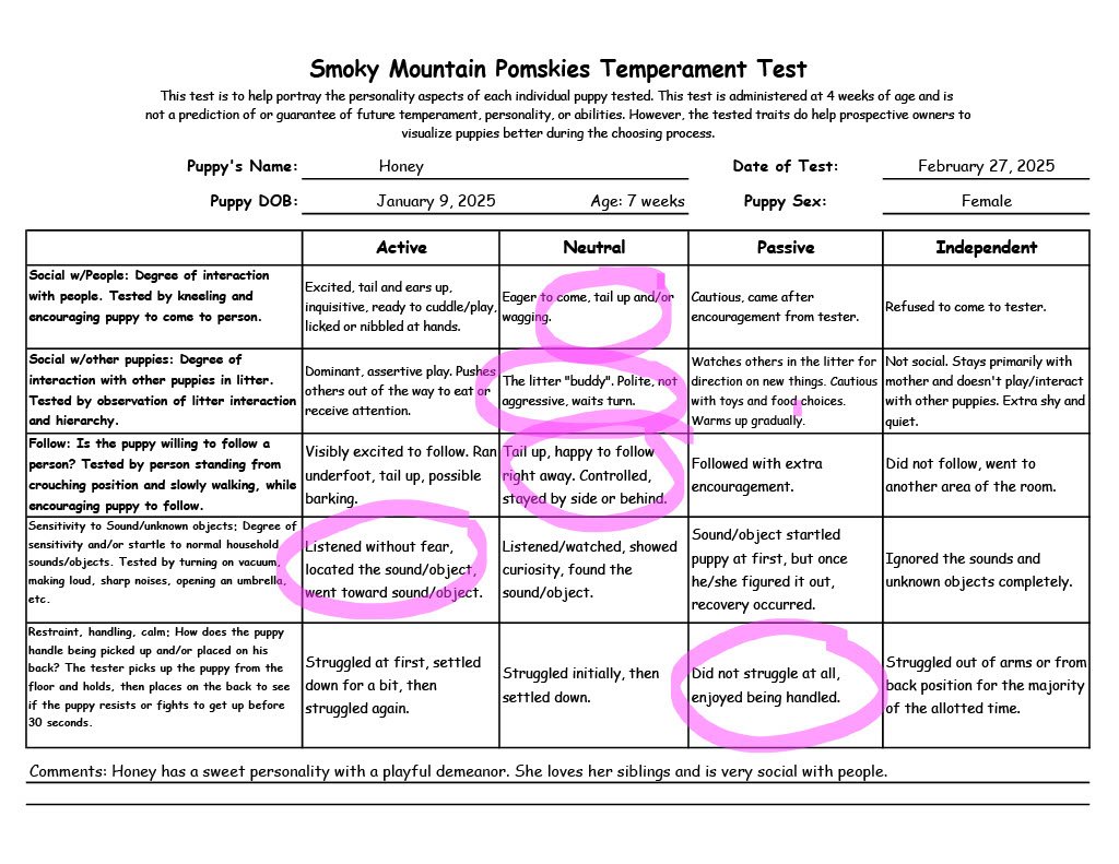 Honey - 7 week Temperament Test