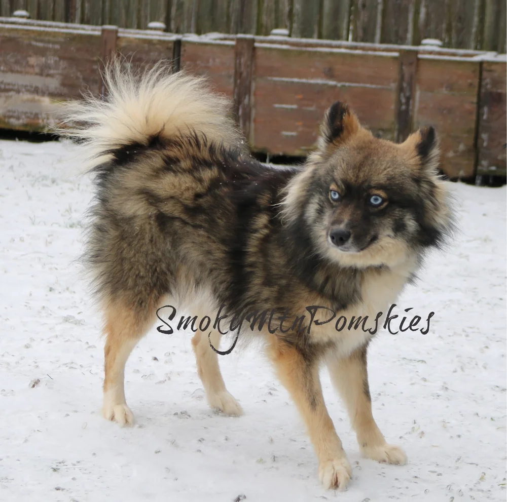 Meet Our Dams Pomsky Breeder — Smoky Mountain Pomskies