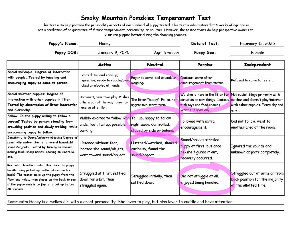 Honey - 5 week Temperament Test