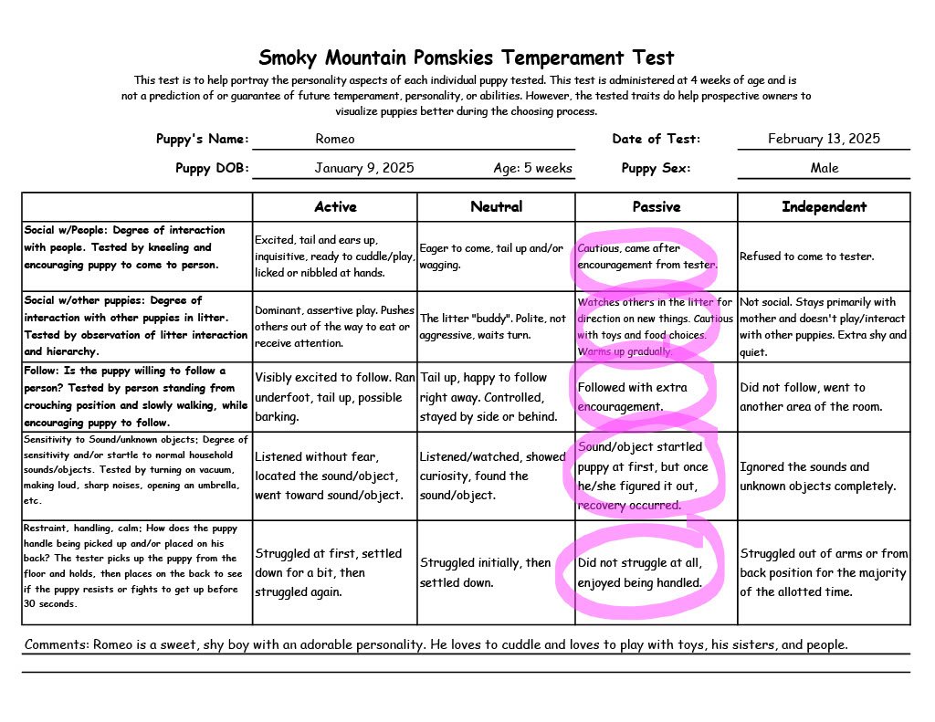 Romeo - 5 week Temperament Test