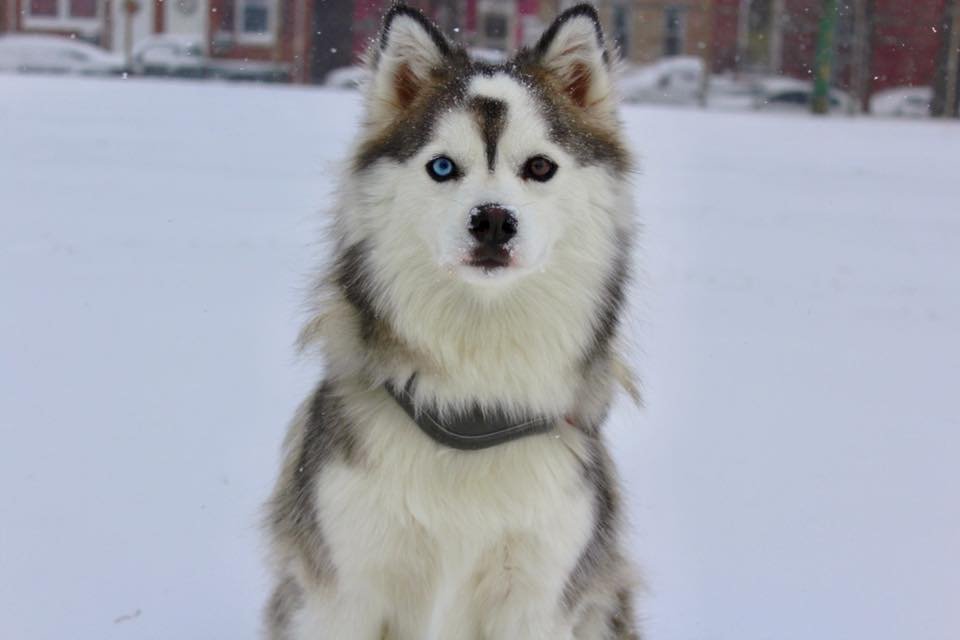 Jennifer Turner - Pomsky 39.jpg