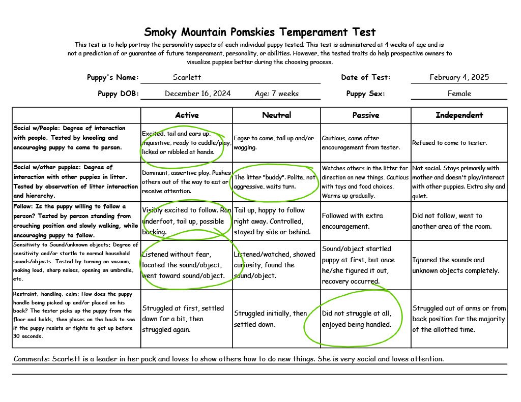 Scarlett - 7 week temperament test
