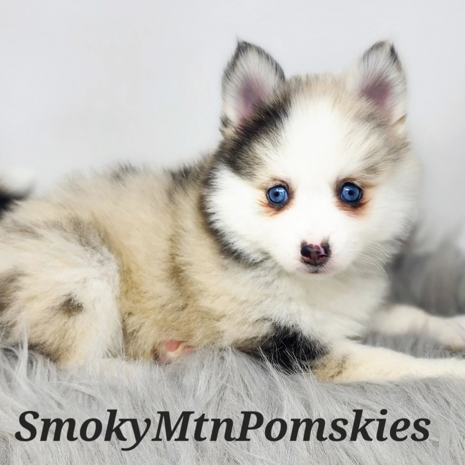 Pomsky Puppies For Sale Available Pups — Smoky Mountain Pomskies