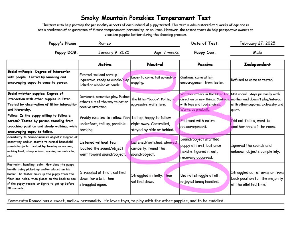 Romeo - 7 week Temperament Test