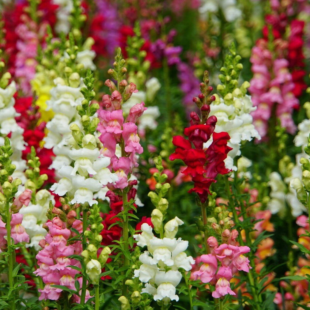 🌸 Snapdragon Snapshot: Quick Care Tips! 🌈

Snapdragons are the life of the garden party, and caring for them is a breeze! 🌿✨

Soil &amp; Chill: Well-drained soil with a neutral pH is their happy place.

Sunshine Love: Full sun or a bit of shade &n