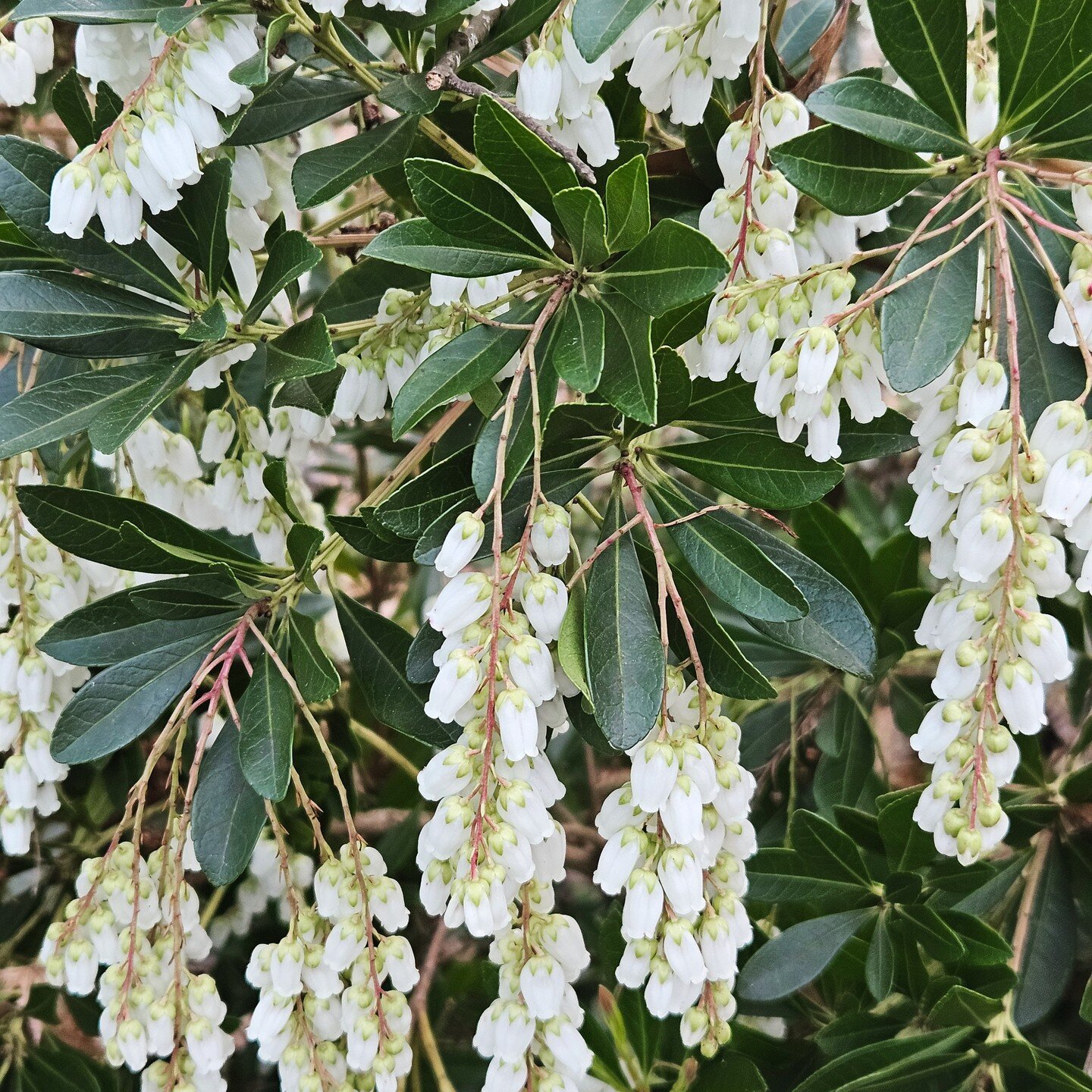 A Blossom in Every Season! 🌸🌿

White Pieris isn't just a spring fling &ndash; it's a year-round enchantment! While its dazzling white blooms steal the spotlight in early spring, its evergreen foliage ensures your garden stays vibrant and alive even