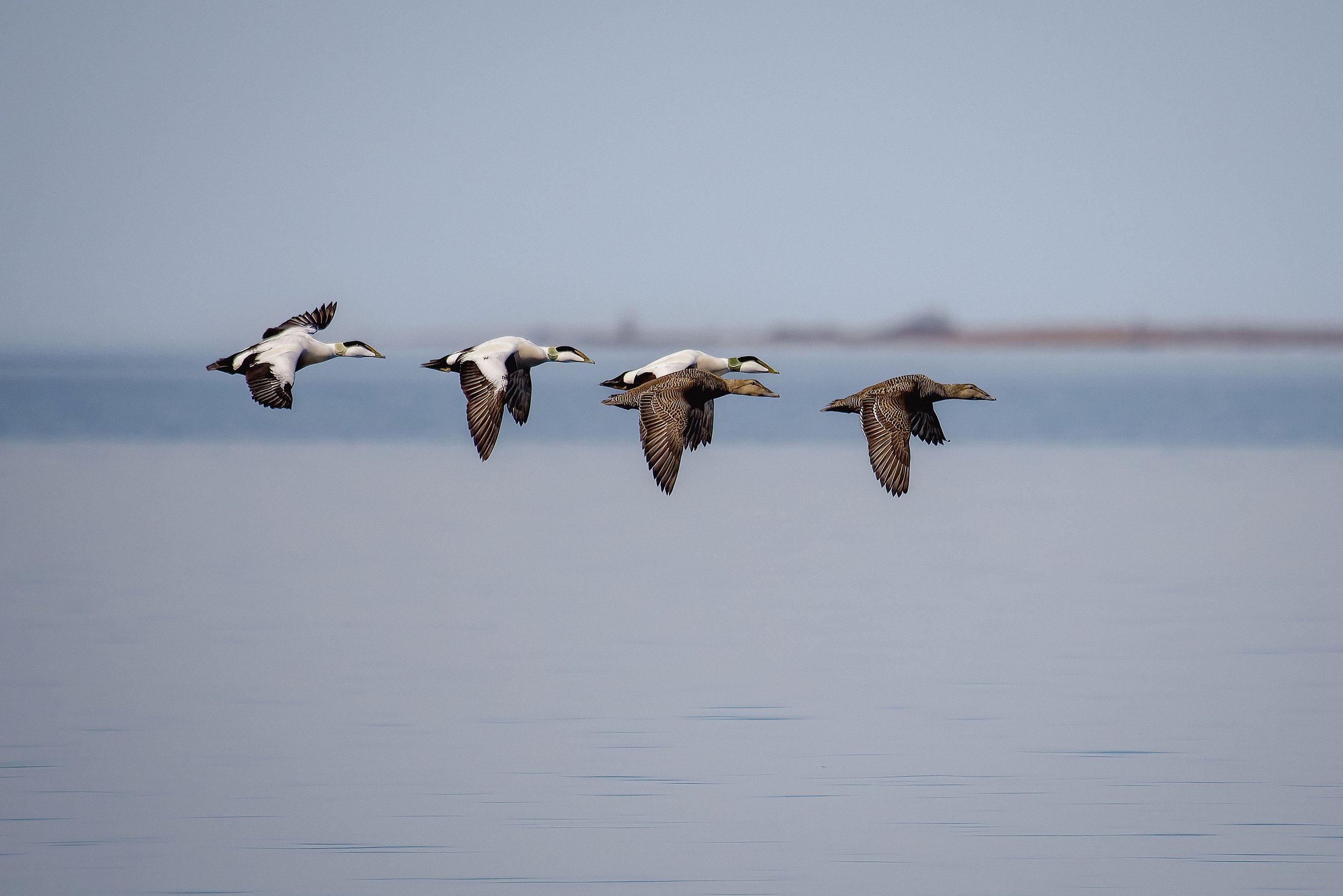 Eidersoutatsea8Q2A1026.jpg