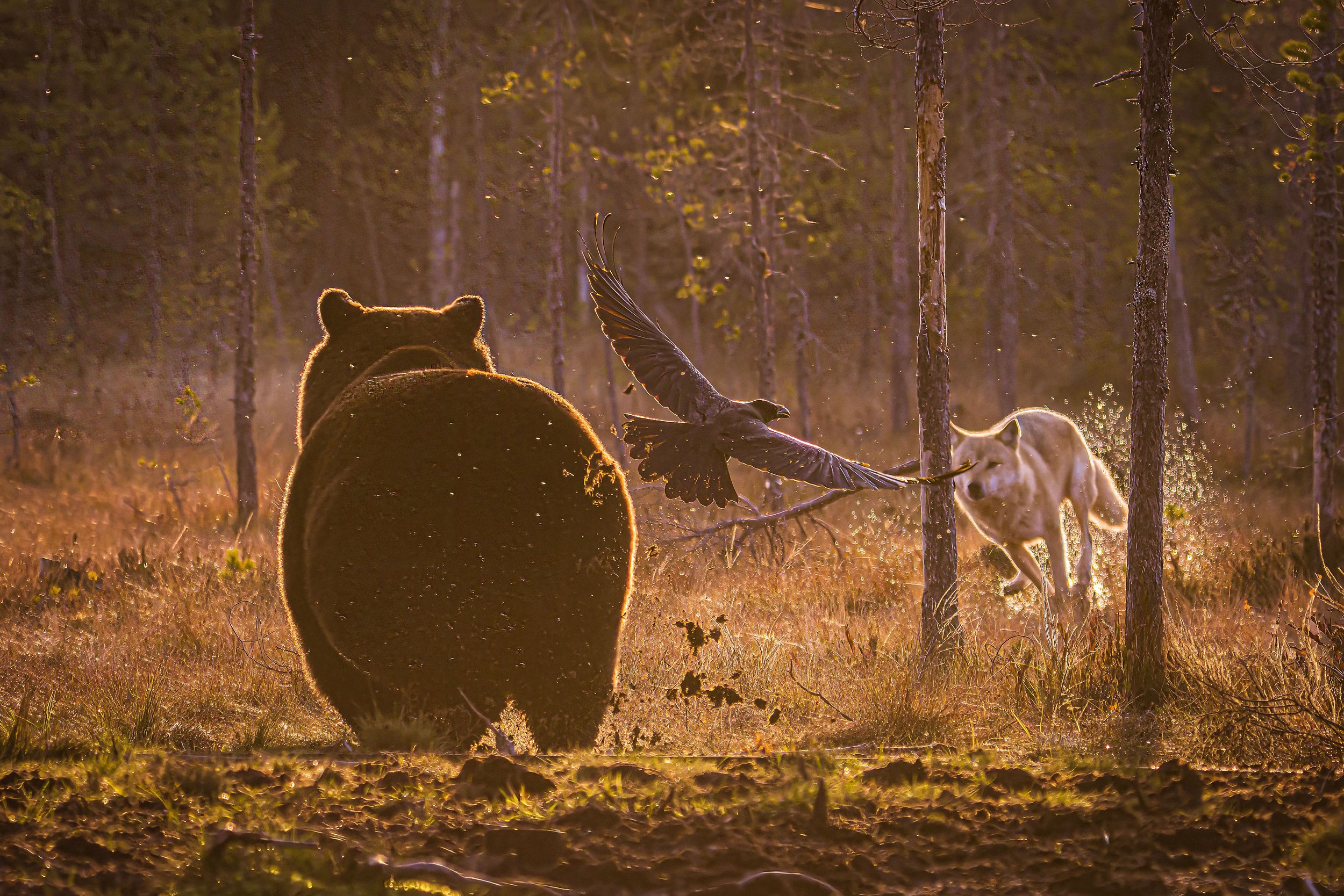 Thebear,thewolfandtheraven.jpg