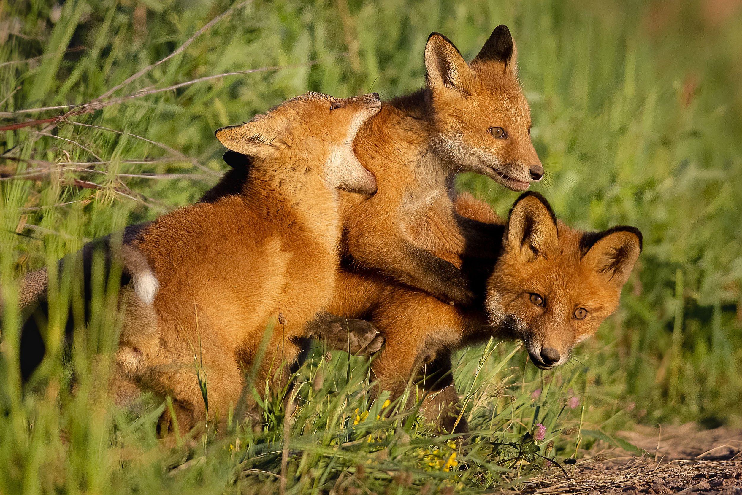 Foxcubsplaying.jpg