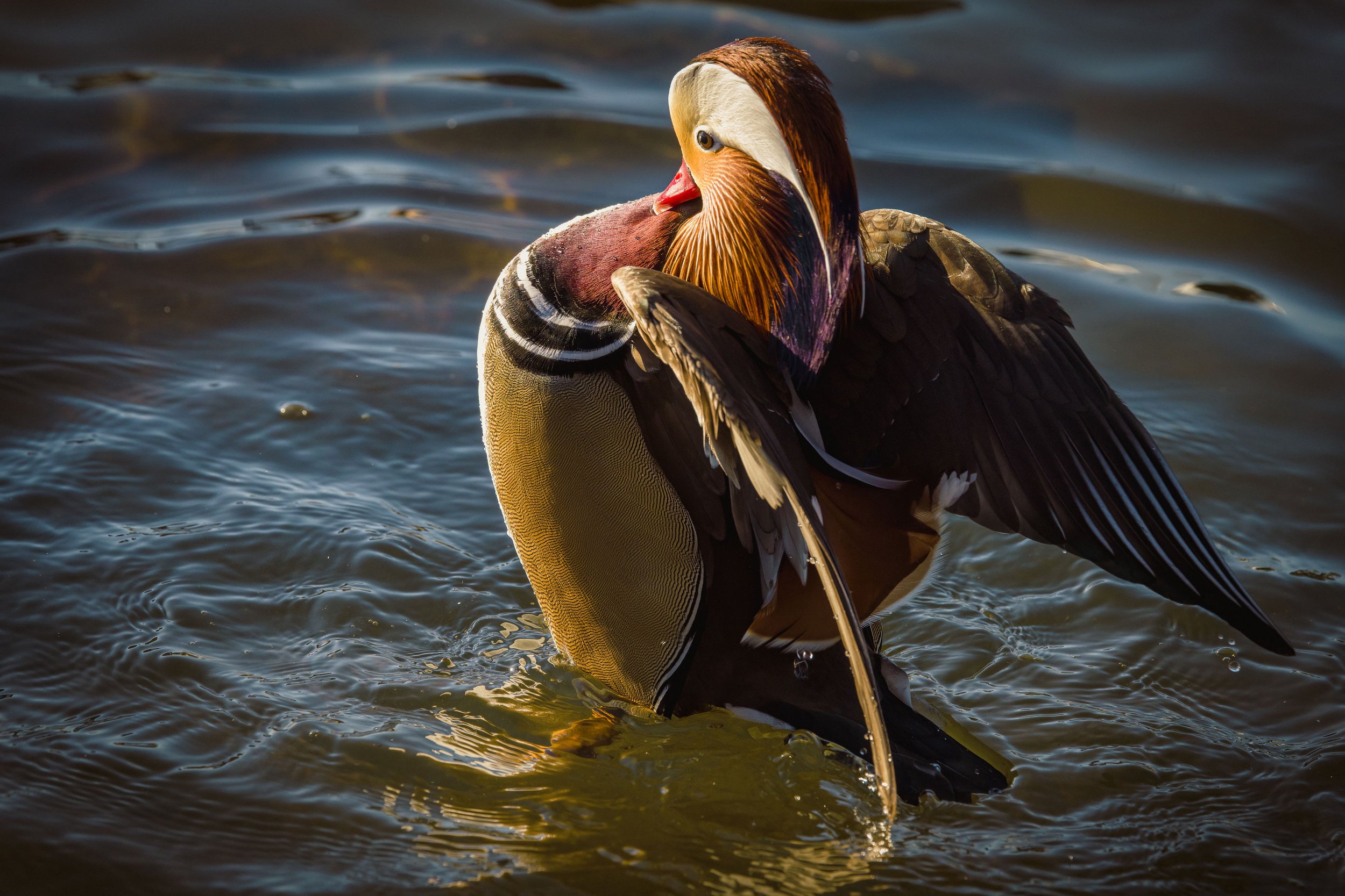 Mandarindduck.jpg