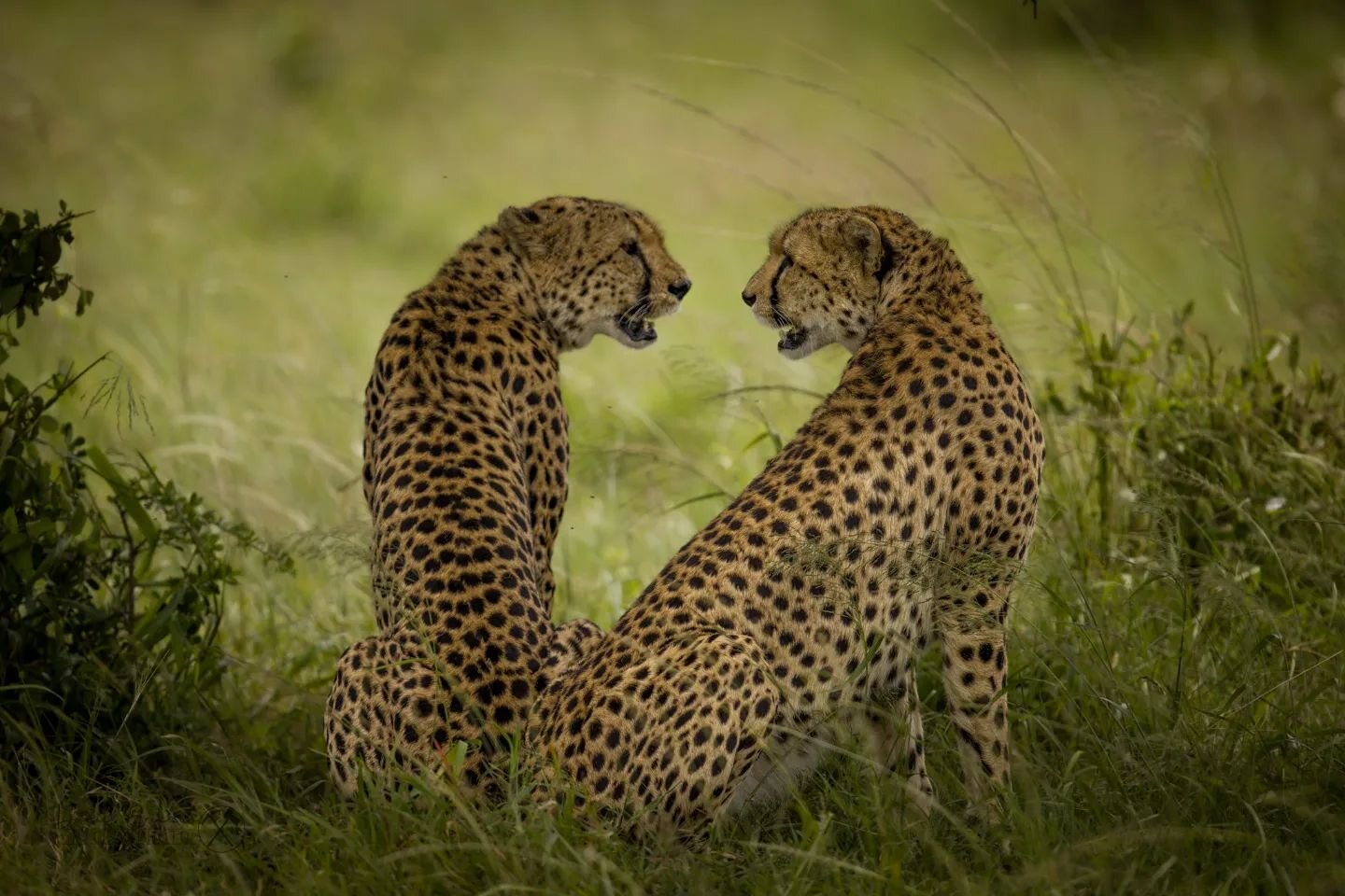 I simply love Masai Mara 🥰

#gepard
#cheetah 
#masaimara 
#masaimaranationalpark 
#kenya 
#canonnordic 
#canon600mm 
#canonr5
#naturephotography
#animalphotography
#wildlife