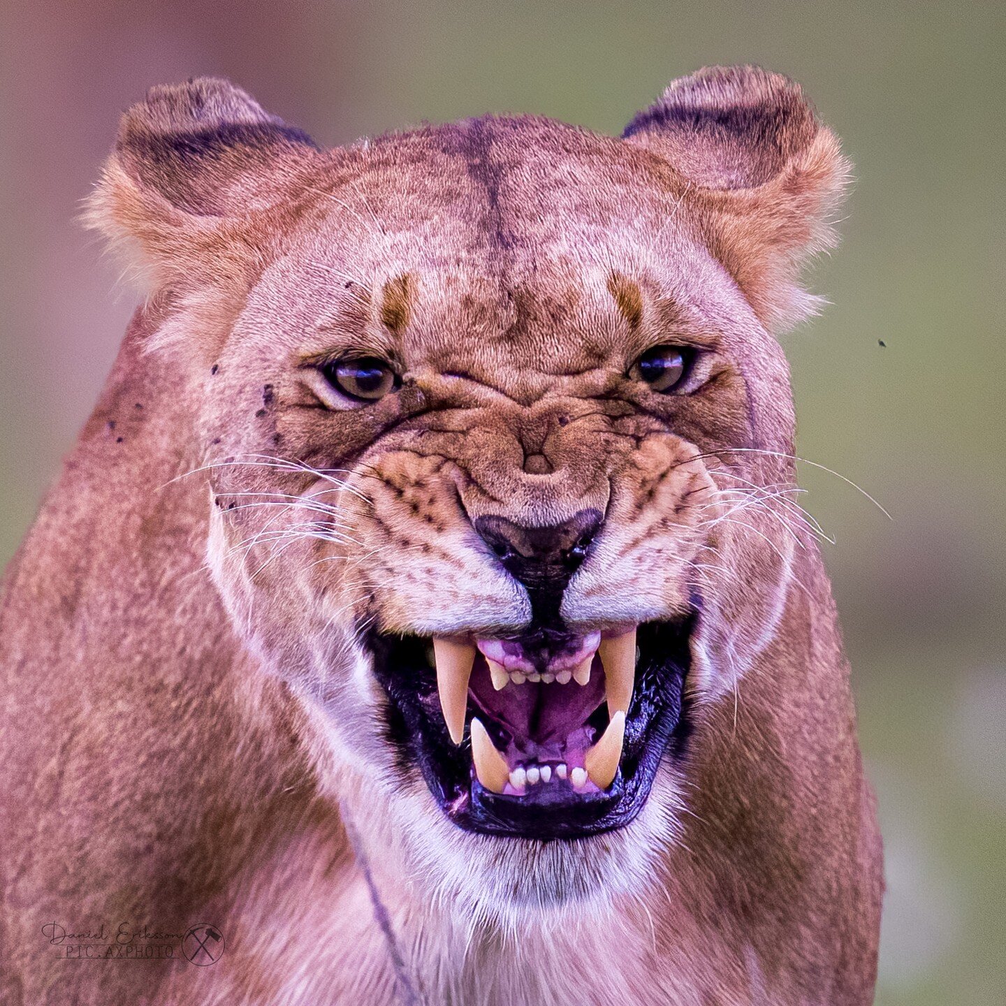 I am a lion! I am dangerous - although I am just a cub.

#lejon
#leijona 
#leijonat
#lion 
#oltepesitentedsafaricamp
#oltepesi
#masaimara 
#masaimaranationalpark 
#kenya 
#visitkenya
#canonnordic 
#canon600mm 
#canonr5
#naturephotography
#animalphoto