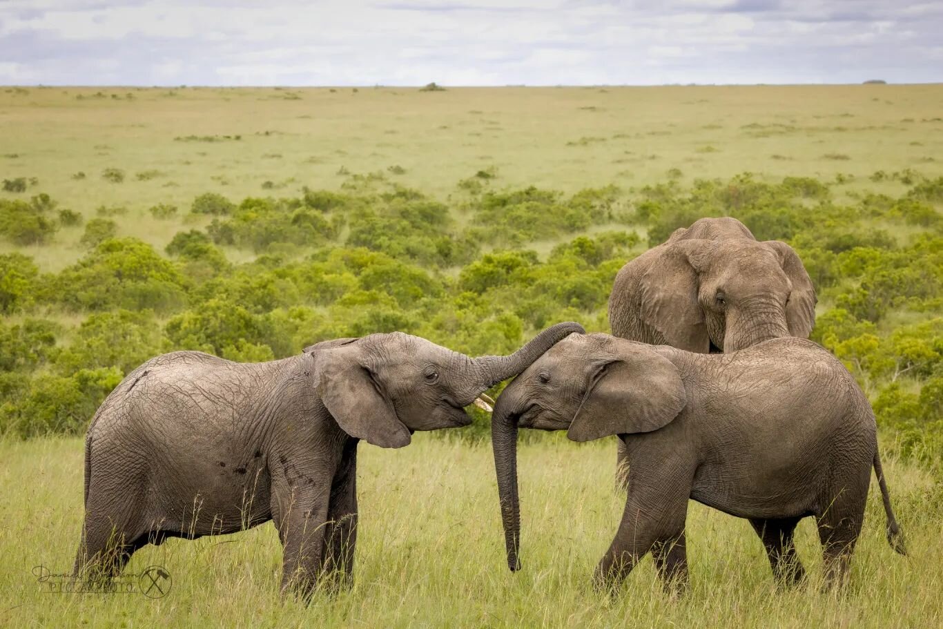 Best of friends ❤️

#elefant 
#elephant 
#elefantti 
#oltepesitentedsafaricamp
#oltepesi
#masaimara 
#masaimaranationalpark 
#kenya 
#visitkenya
#canonnordic 
#canon600mm 
#canonr5
#naturephotography
#animalphotography
#wildlife