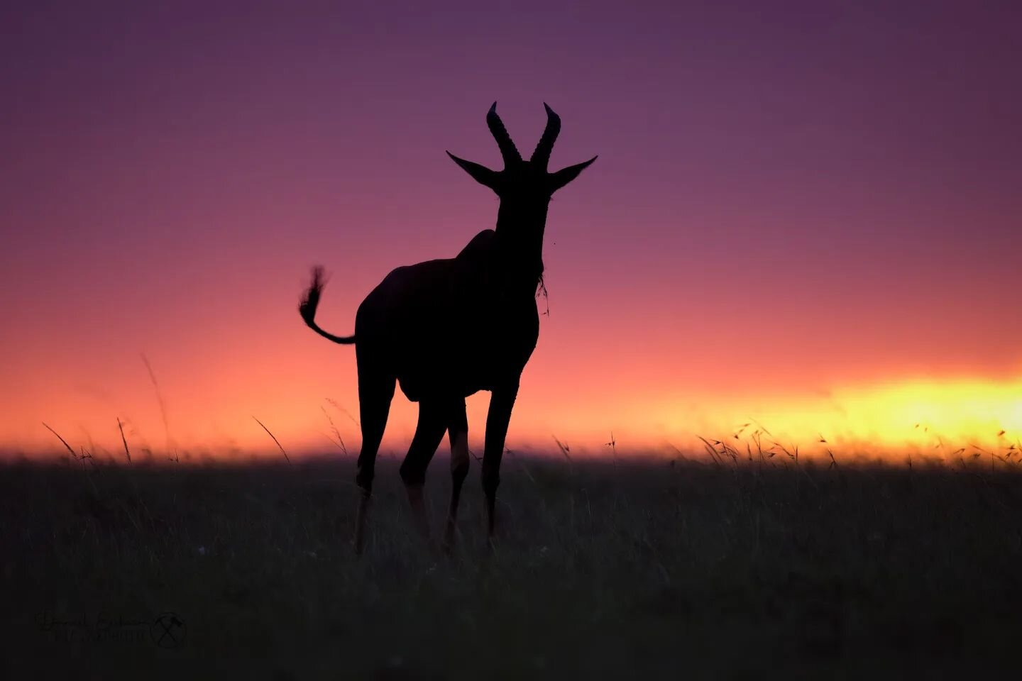 The topi bids us goodnight in the Masai Mara national park.

#topi 
#oltepesitentedsafaricamp
#oltepesi
#masaimara 
#masaimaranationalpark 
#kenya 
#visitkenya
#canonnordic 
#canon600mm 
#canonr5
#naturephotography
#animalphotography
#wildlife
#savan