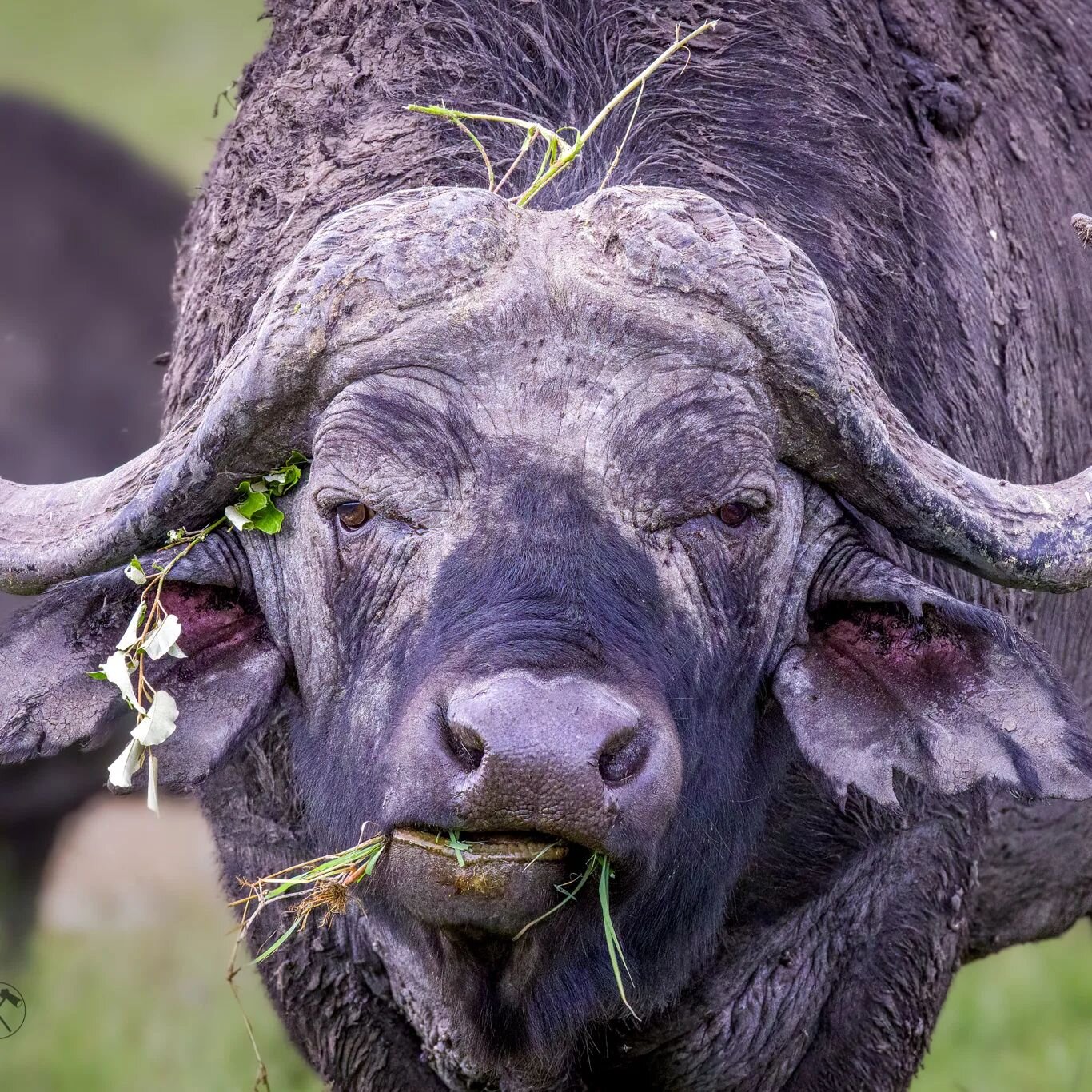 With flowers in her hair ❤️

#buffel
#afrikanskbuffel
#africanox
#bull
#oxe 
#oltepesitentedsafaricamp
#oltepesi
#masaimara 
#masaimaranationalpark 
#kenya 
#visitkenya
#canonnordic 
#canon600mm 
#canonr5
#naturephotography
#animalphotography
#wildli