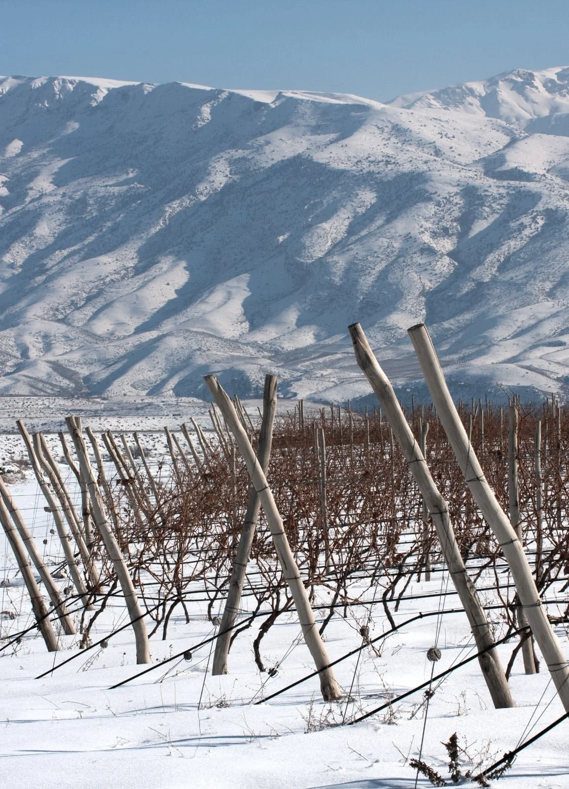Zorah vineyard in snow.jpg