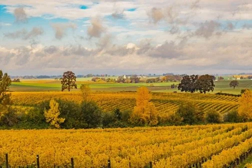 Johan Vineyard in Van Duzer Corridor AVA