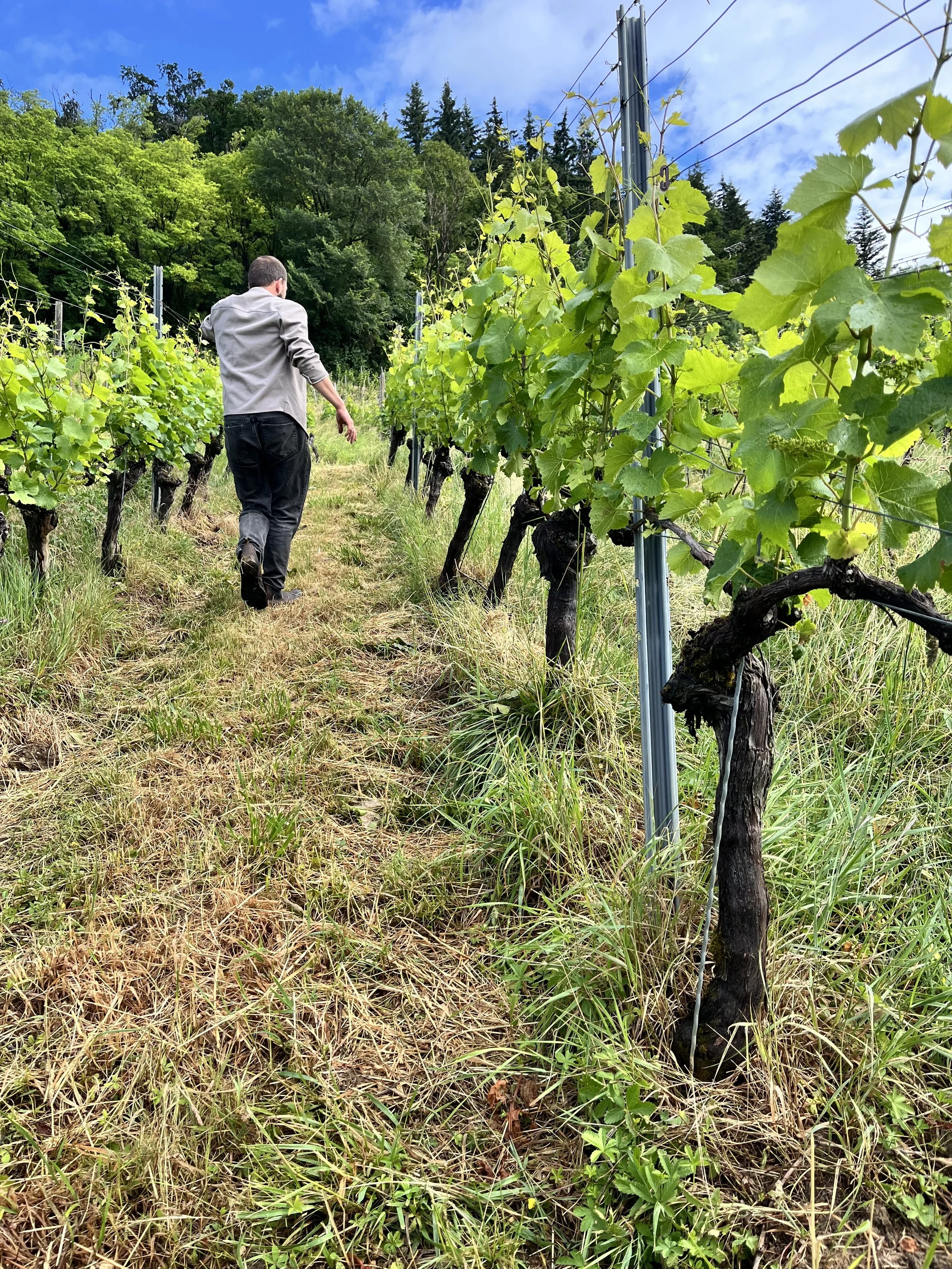 "Vulkan" Pinot Noir Vineyard