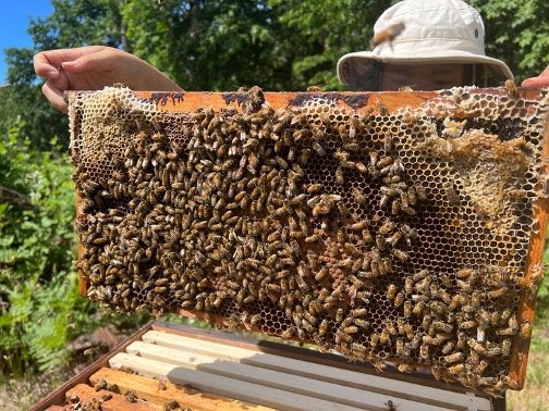 Bees at Tsai Vineyard