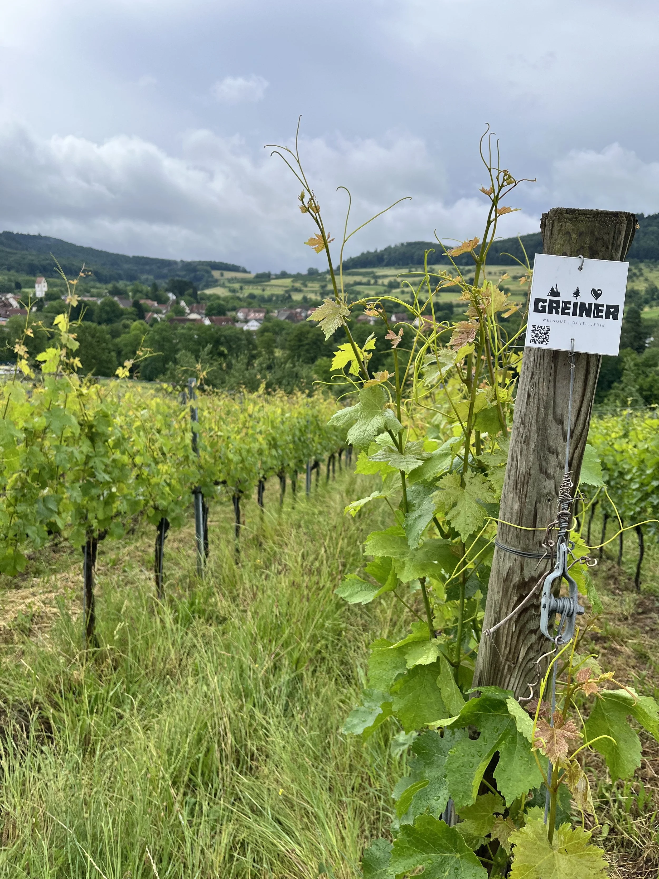 Vineyard_sign.jpg