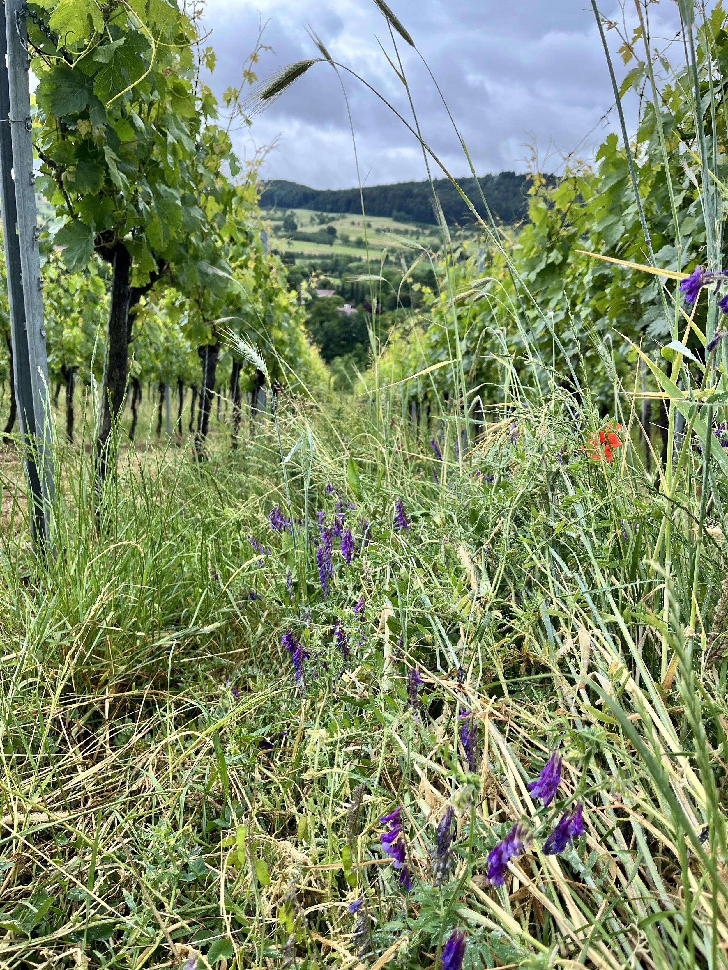 Cover Crops