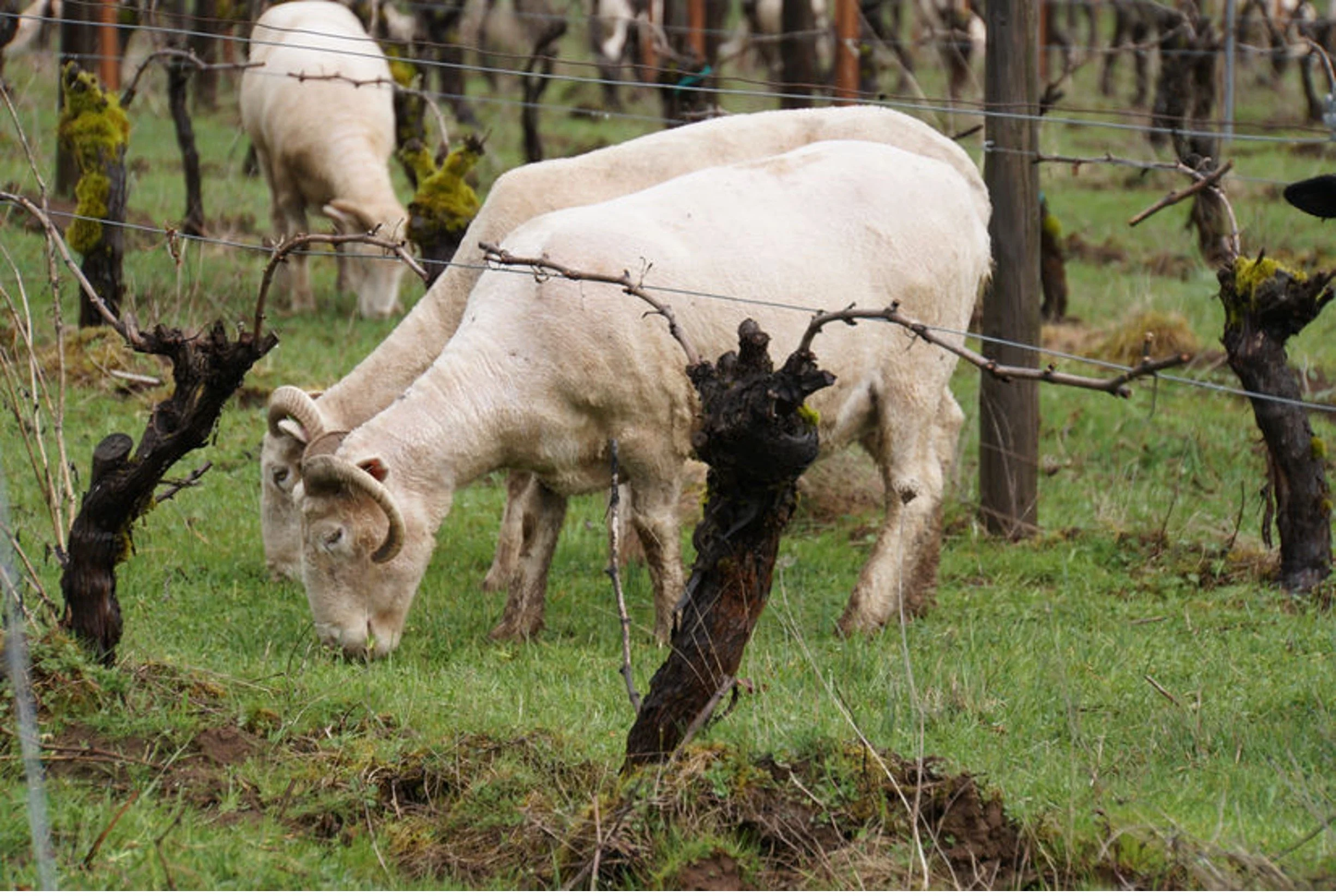 Sheep at Tsai
