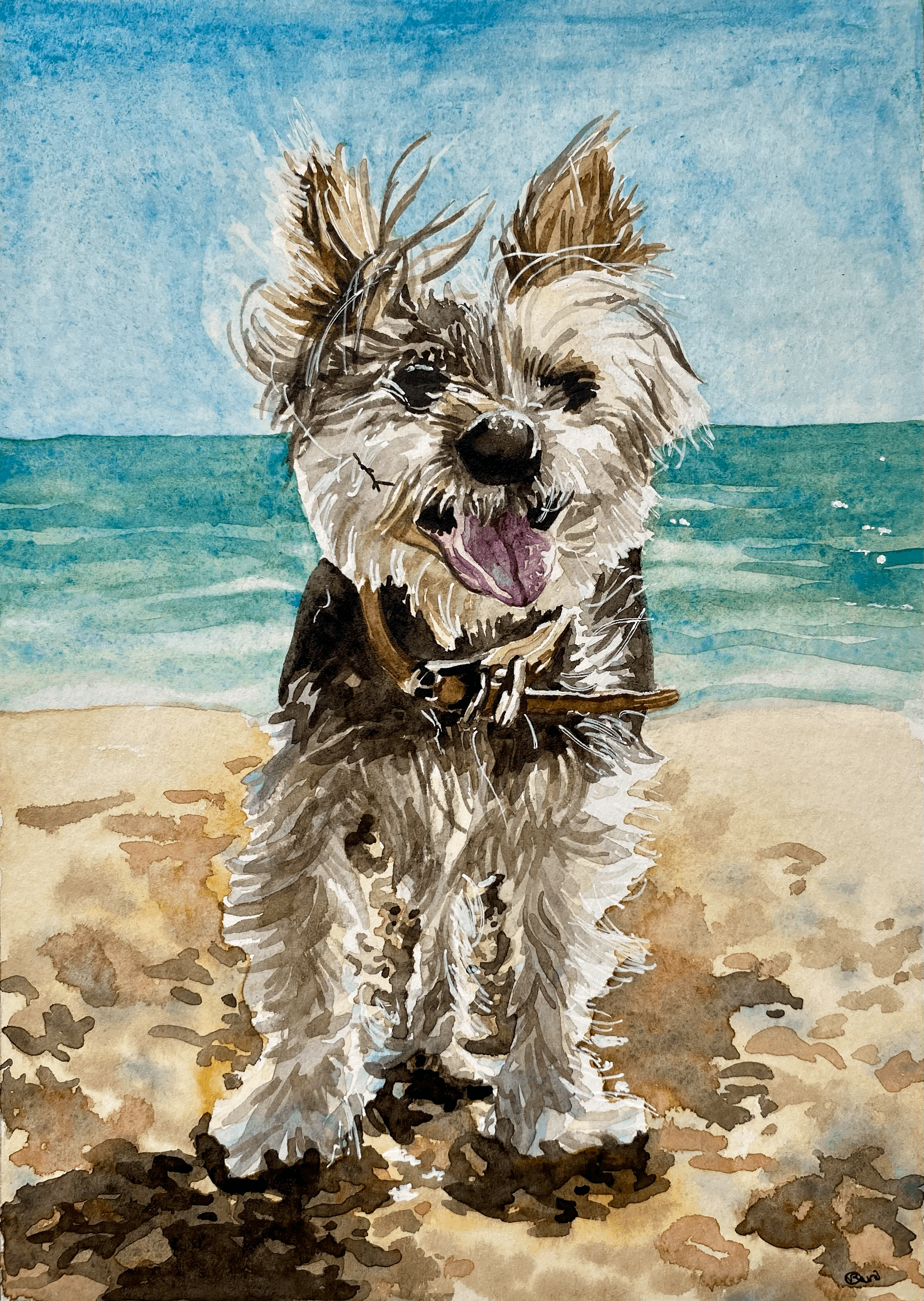 Fibee the Famous Yorkshire Terrier!