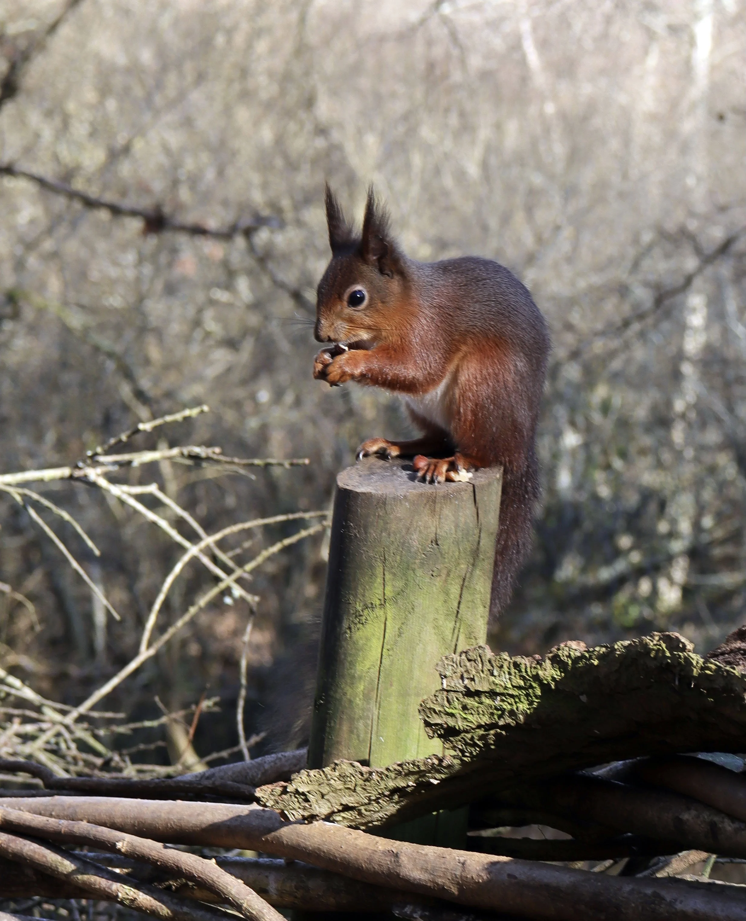 Red Squirrel Island: On Photographing The Infamous Isle of Wight Squirrels