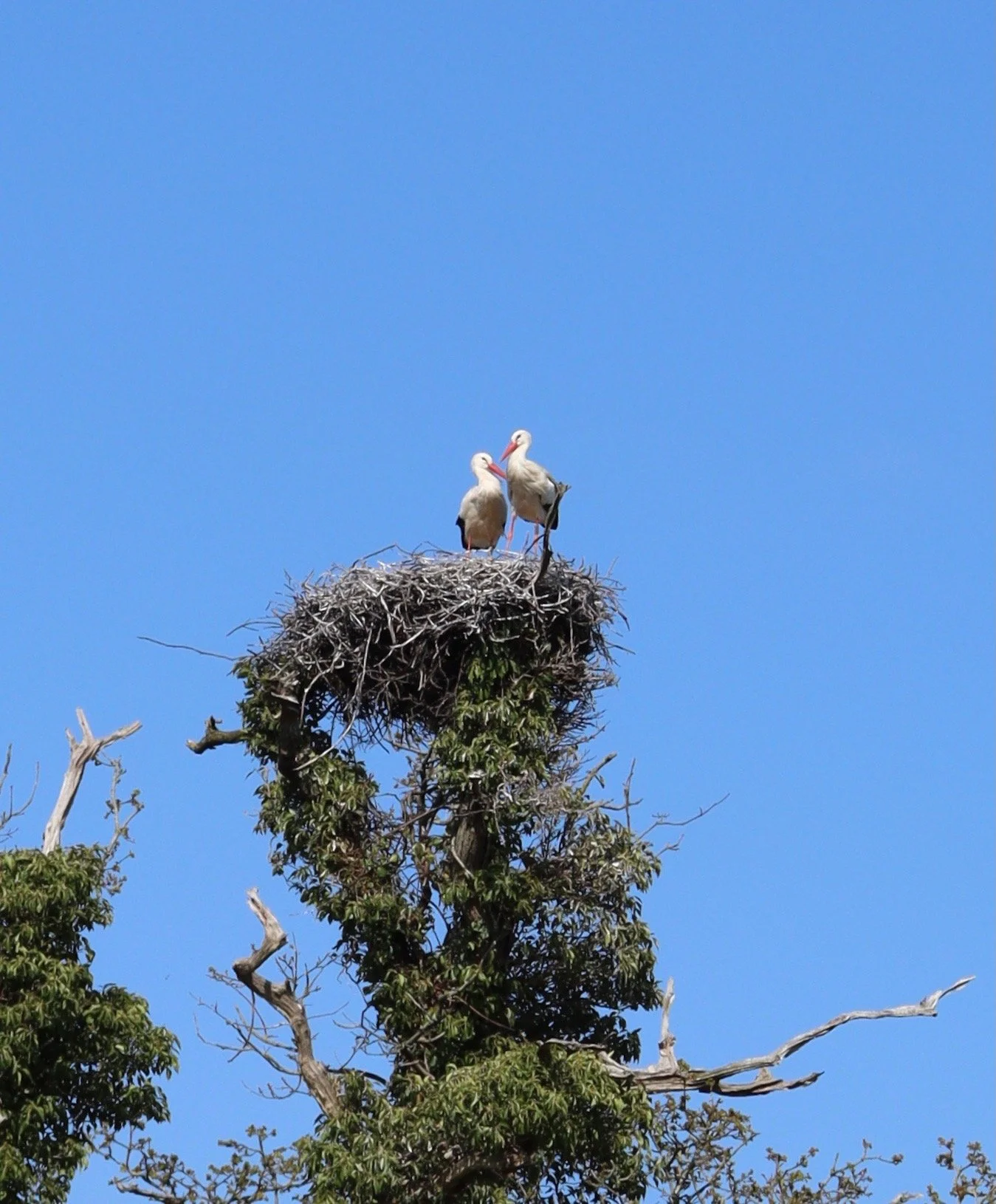 A Walk on the Wild Side