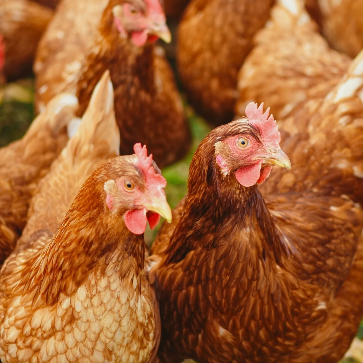 chickens-alexas-fotos.jpg
