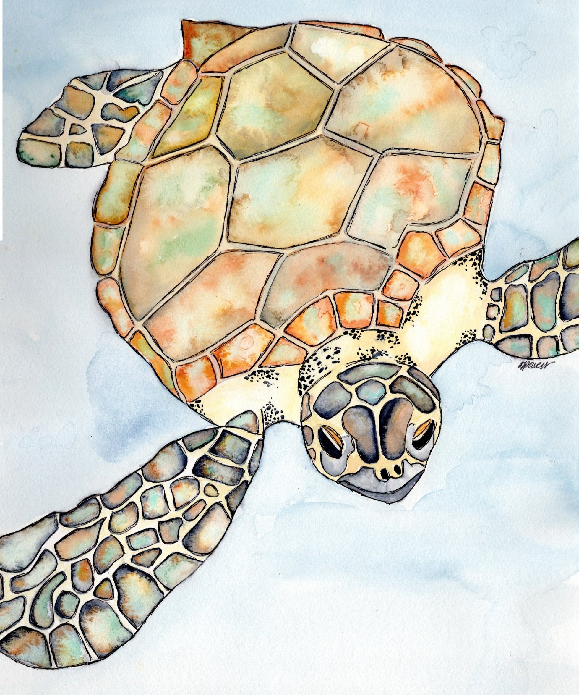 TurtleA.jpg