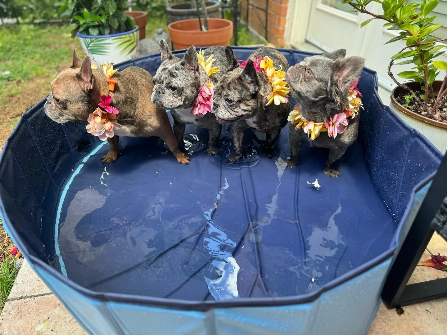 Doggy pool party vibes!! Paw-ty in the water🐾🌴💦
our mom makes us the most best beautiful  fresh Lei&rsquo;s feeling tropical 🌺

🔹Check out Our website for more helpful information and stay updated with us!!

https://www.houstonexoticfrenchies.co
