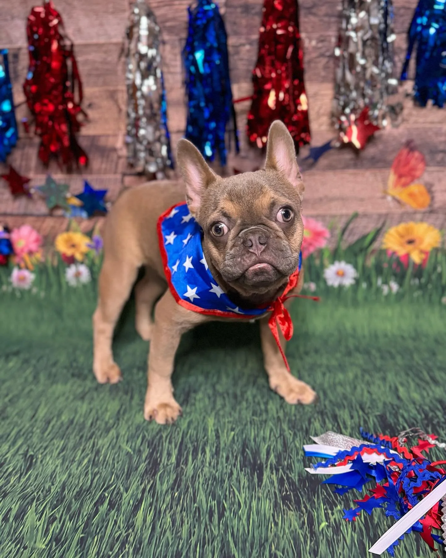 Pawsome Stars and Stripes🇺🇸🐾

🔹Lilac Fawn 🚹
🔹Born 12/20/23
🔹Vaccinations/Shots✅
🔹AKC Registered 
❗️Looking for a Fur-Ever Home❗️

A product of @mwl_frenchiez 🤝

🔹Check out Our website for more helpful information and stay updated with us!!
