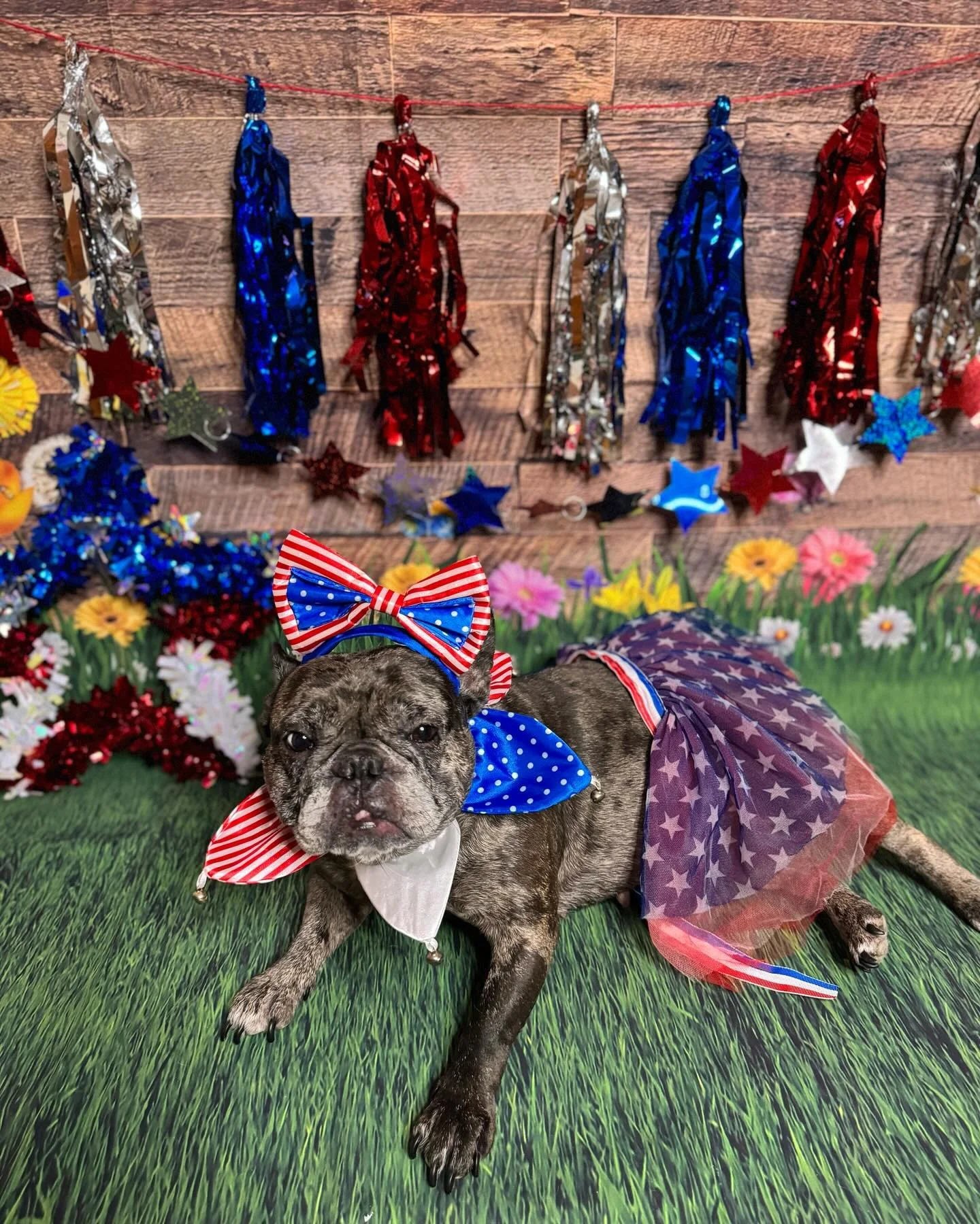 Wishing everyone a pawsome and patriotic Independence Day🇺🇸🙏🏼⭐️

Lilliana &amp; Tinkerbell &amp; Kegan &amp; Maggie being such  Patriotic Pawty Animals🐾

🔹Check out Our website for more helpful information and stay updated with us!!

https://ww