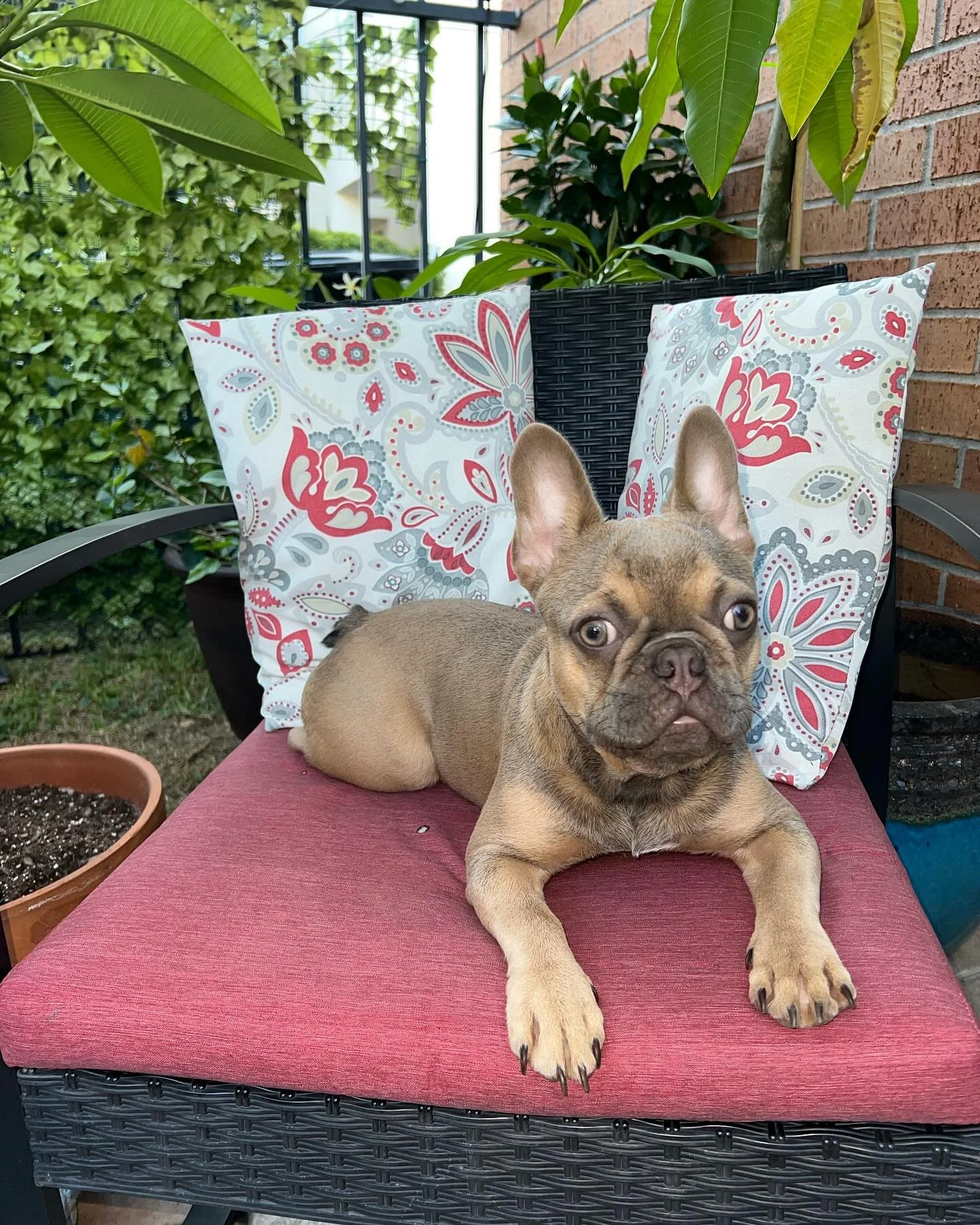 Anything is paws-ible with a dog by your side🐾

🔹Lilac Fawn🚹
🔹Born 12/20/23
🔹Vaccinations/Shots✅
🔹AKC registered 
❗️Looking for Fur-Ever Home ❗️

A product of @mwl_frenchiez 🤝

🔹Check out Our website for more helpful information and stay upda