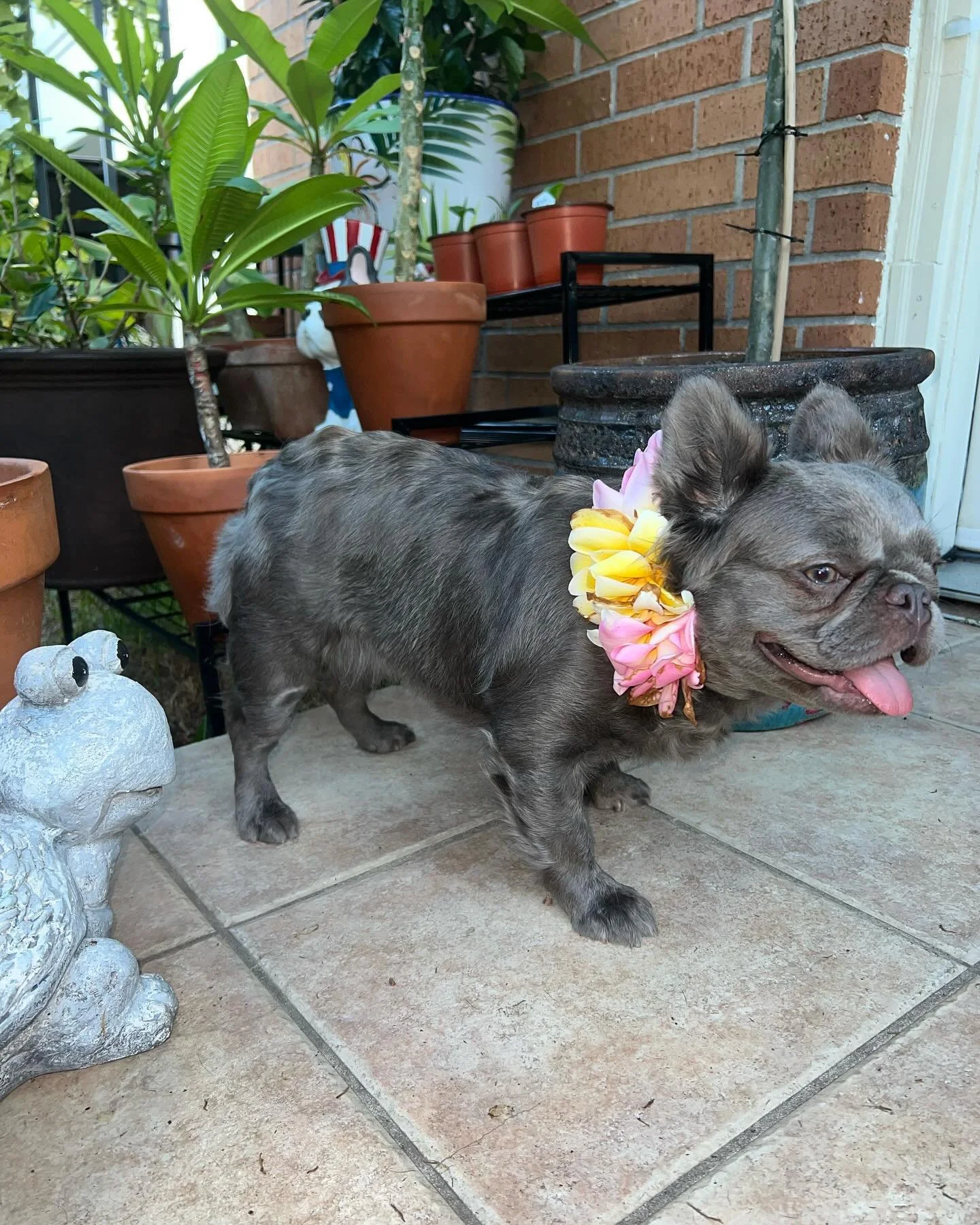 Backyard feels like Paradise Maggie is Fur-ever summer Lounging! Fresh Leis only 🌺🐾🌴

🔹Check out Our website for more helpful information and stay updated with us!!

https://www.houstonexoticfrenchies.com/

❗️DM for Inquiries ❗️

☑️AKC Certified 