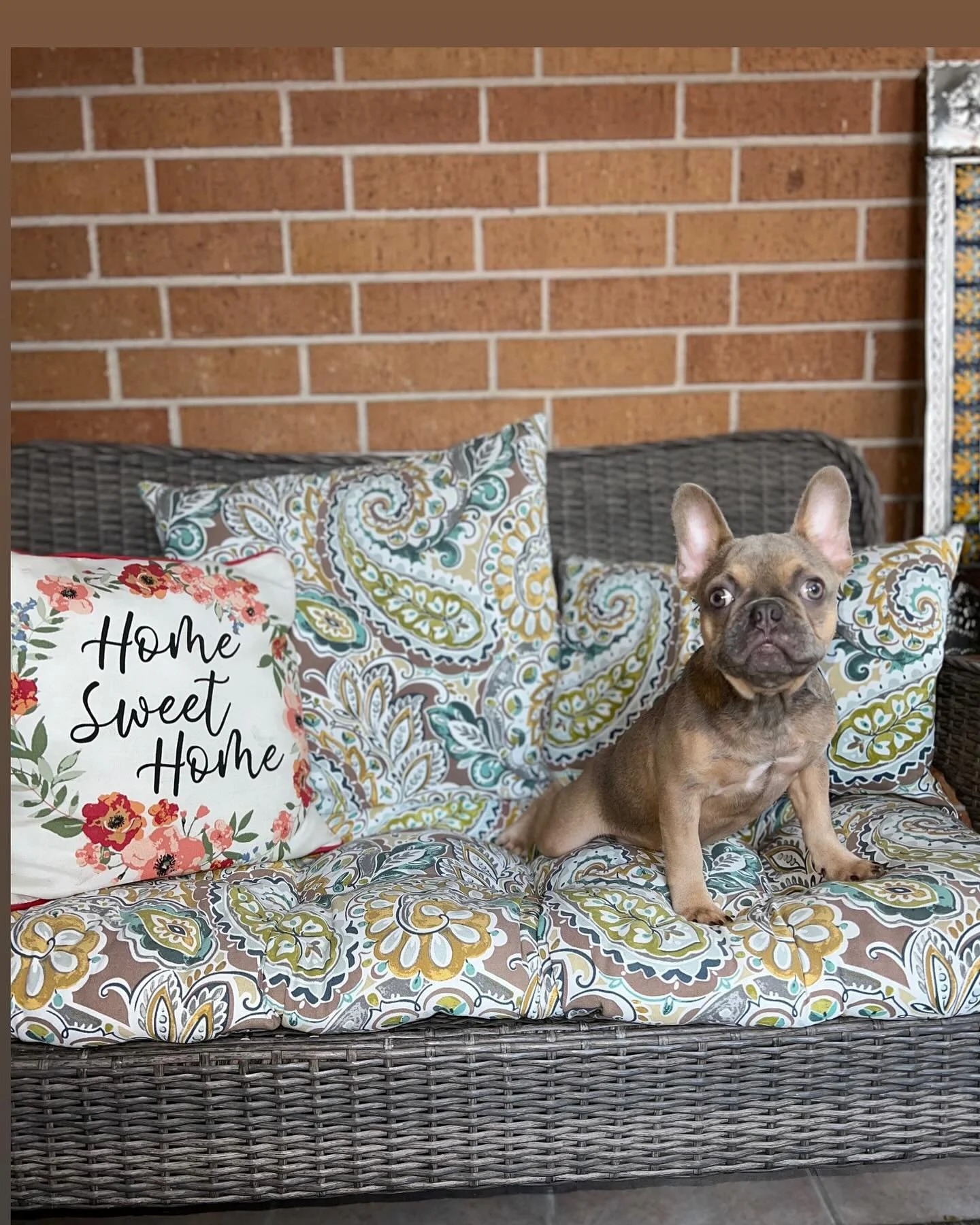 Life is ruff when you&rsquo;re this cute🐾

🔹Lilac Fawn🚹
🔹Chocolate &amp; Tan 🚺
🔹Fawn🚹
🔹5 months

🔹Check out Our website for more helpful information and stay updated with us!!

https://www.houstonexoticfrenchies.com/

☑️AKC Certified 📑
☑️ V