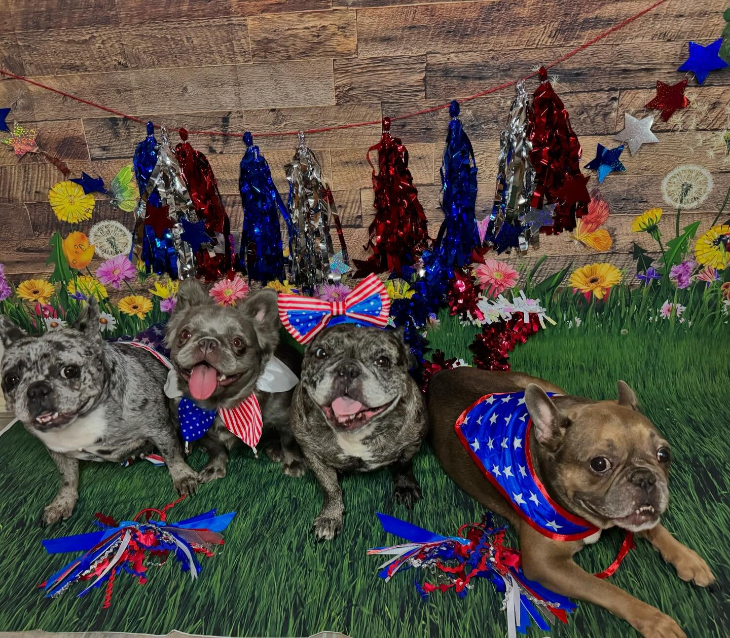 Pawsome Stars and Stripes from your favorite crew🇺🇸⭐️🐾

🔹Check out Our website for more helpful information and stay updated with us!!

https://www.houstonexoticfrenchies.com/

❗️DM for Inquiries ❗️

☑️AKC Certified 📑
☑️ Perfect zStructure 💪🏼
