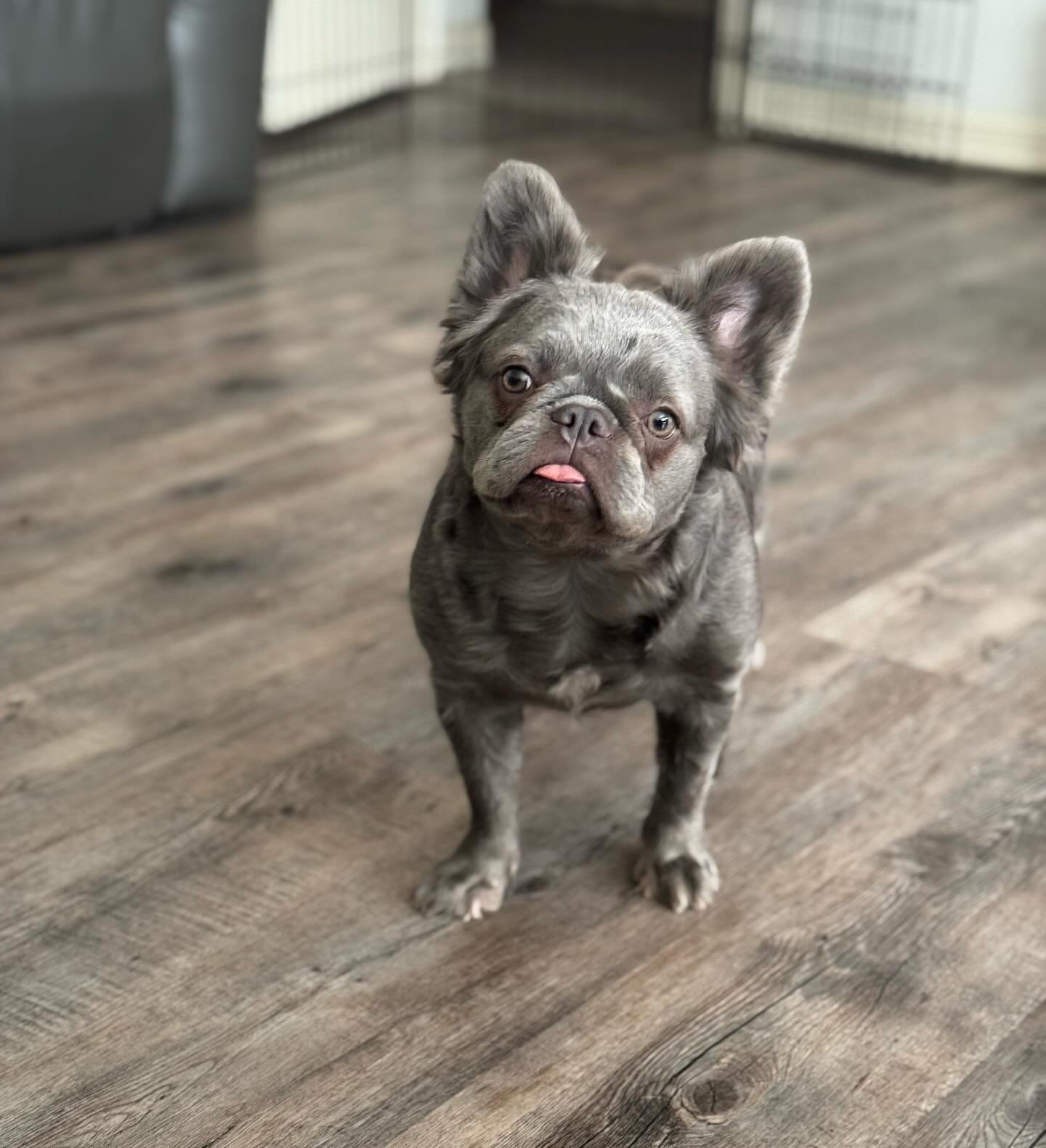 Monday Blues ?? Starting the week on a positive note with my furry girl Maggie 🐾💞

🔹Check out Our website for more helpful information and stay updated with us!!

https://www.houstonexoticfrenchies.com/

❗️DM for Inquiries ❗️

☑️AKC Certified 📑
☑