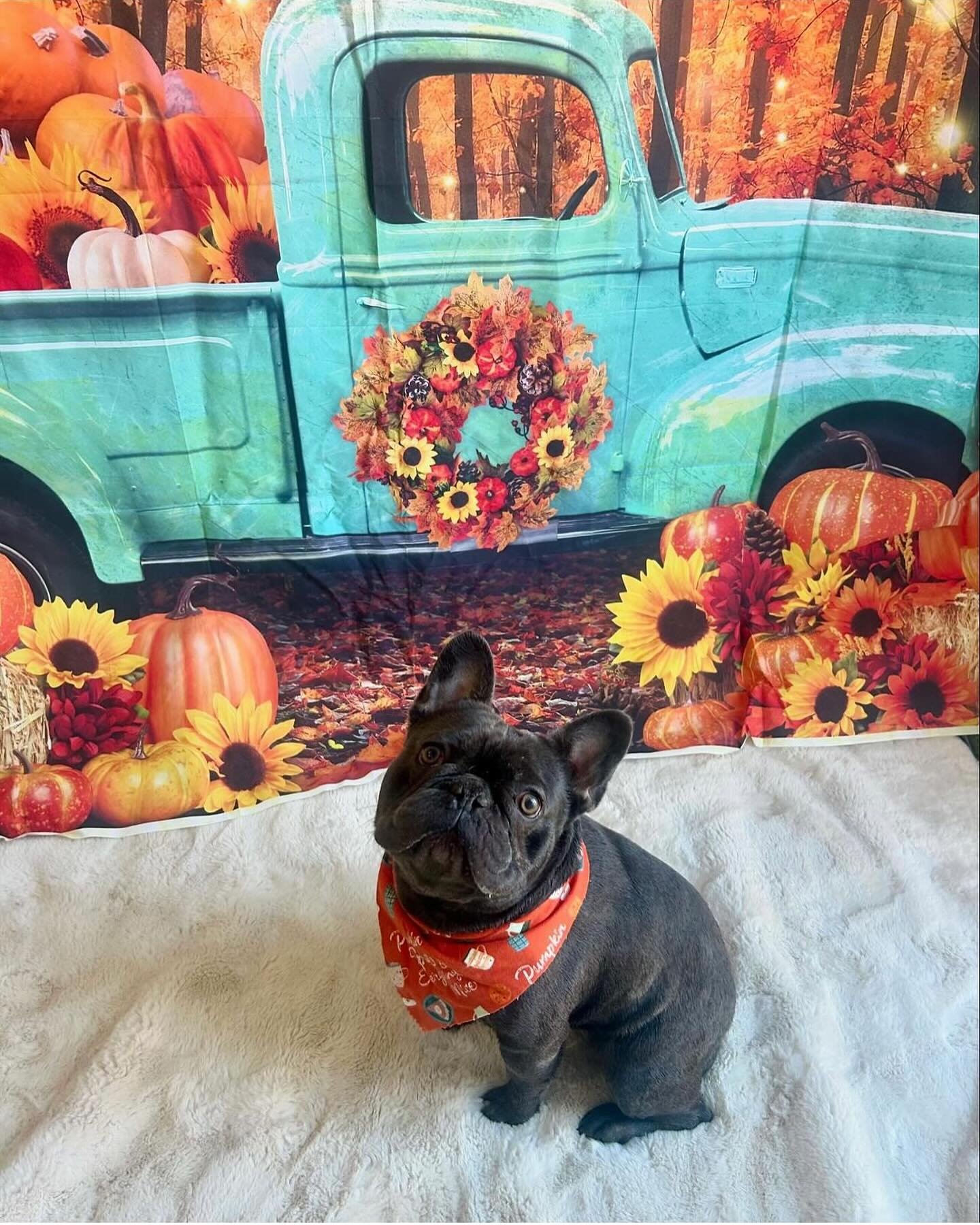 Happy Holidays from the handsome Draco 🐾

Houston Exotic Frenchies loves to stay updated with previous litters!! It Warms our hearts knowing how amazingly well taken care of and loved for!! Healthy &amp; Perfect structure🙏🏼💪🏼
 

𝔍𝔞𝔪𝔢𝔰 𝔅𝔯?