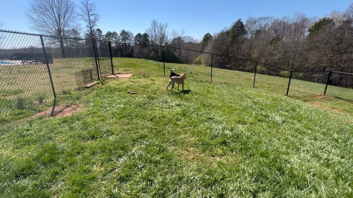 Lots of cuties this week at Stoneridge  Dog Boarding !! 🐾🐾🐾