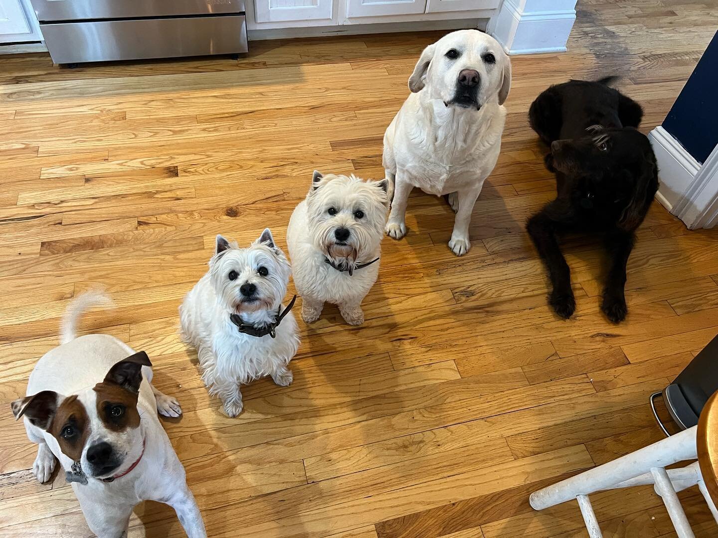 &quot;Got all my pups in a row&quot; 🤣😉🦮🐕🐶🐩🐕&zwj;🦺🐾