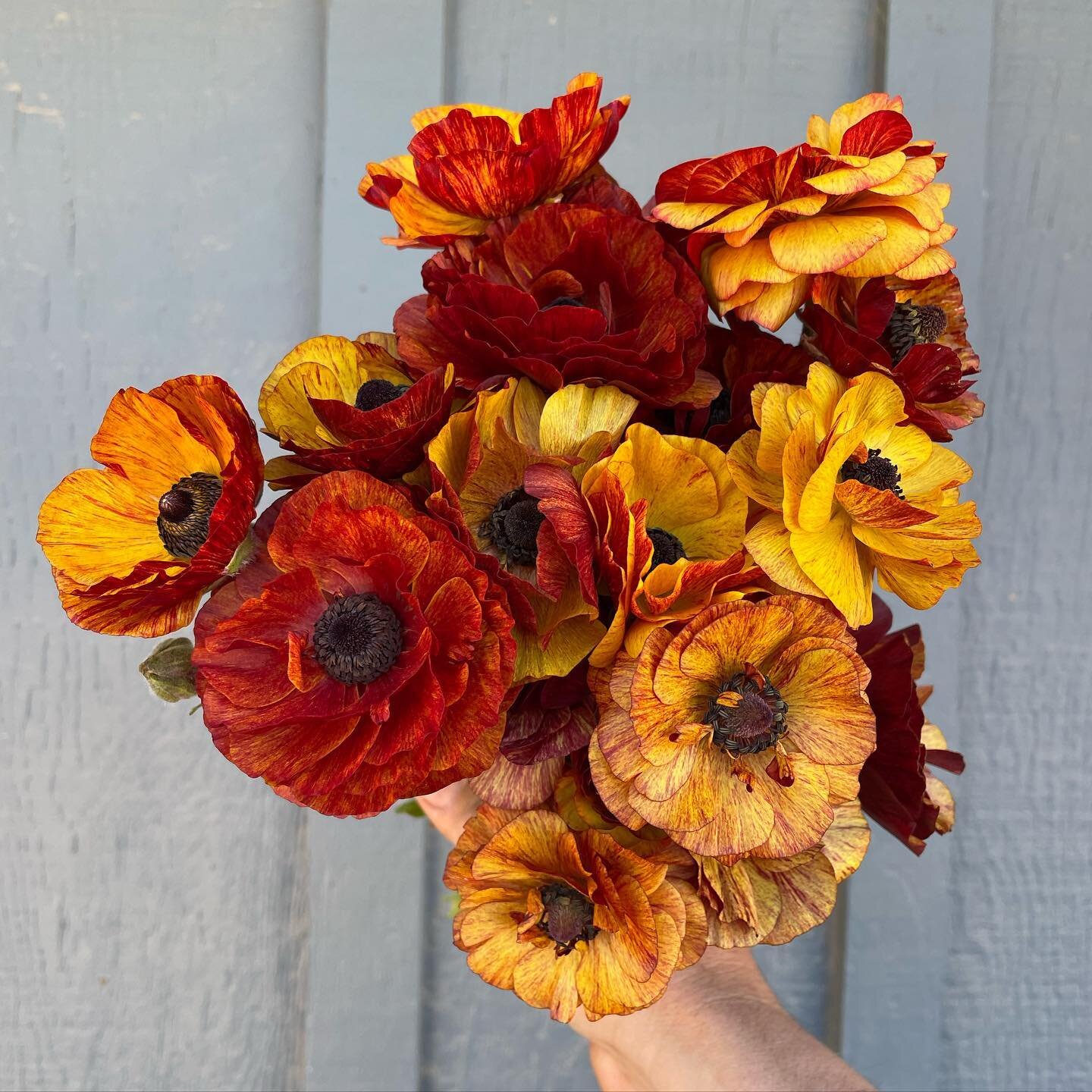 Ok Telecote Cafe. You can come back next year! #ranunculus #flowerfarmer @ballhorticulture #cutflowers #farm #flower #garden #spring #fun #santaynez #california