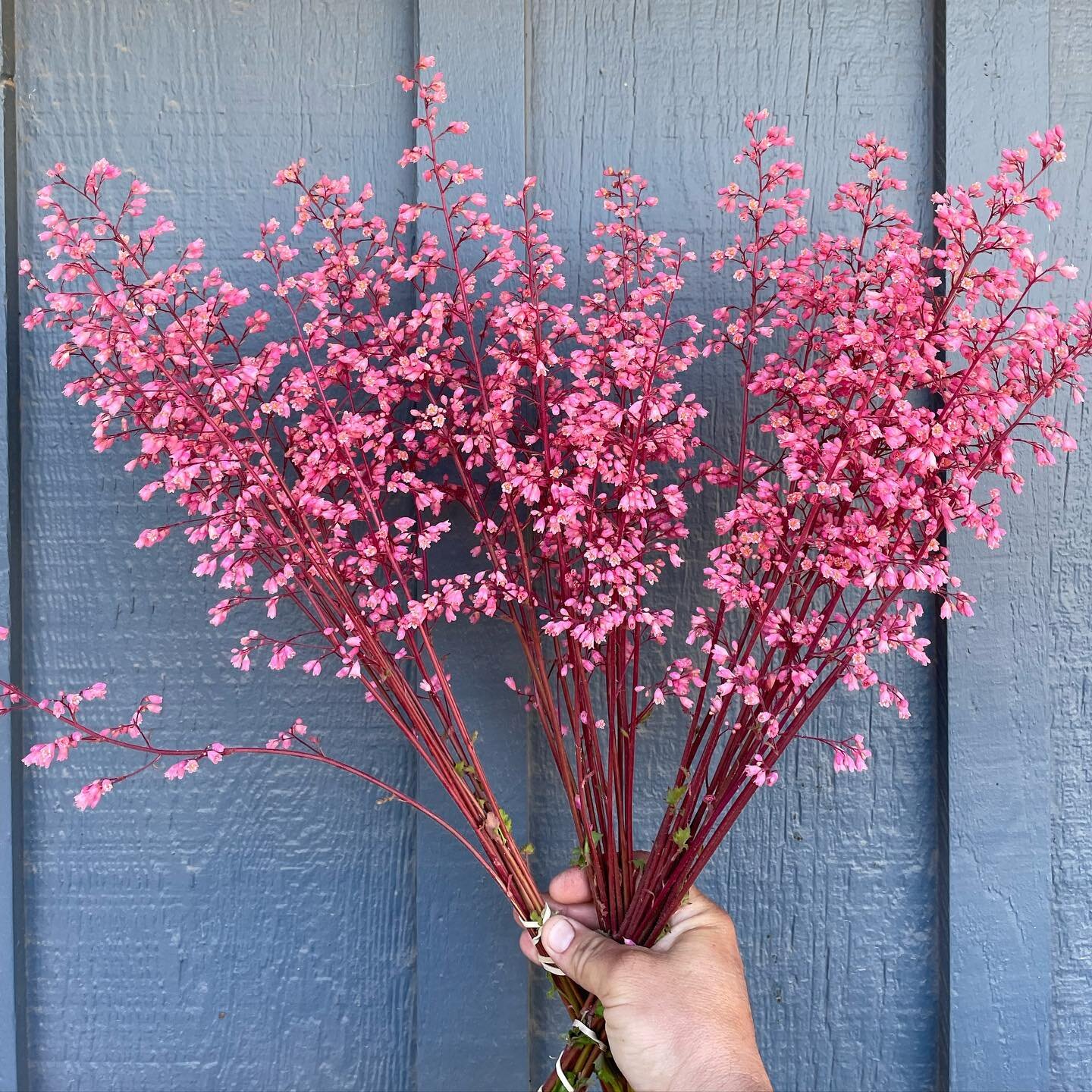 Sweet delicate coral bells. #coralbells #thestarterfarm #cutflowers #local #beauties #slowflowers #floret #ayearinflowers #air #garden #farm #805 #spring #california