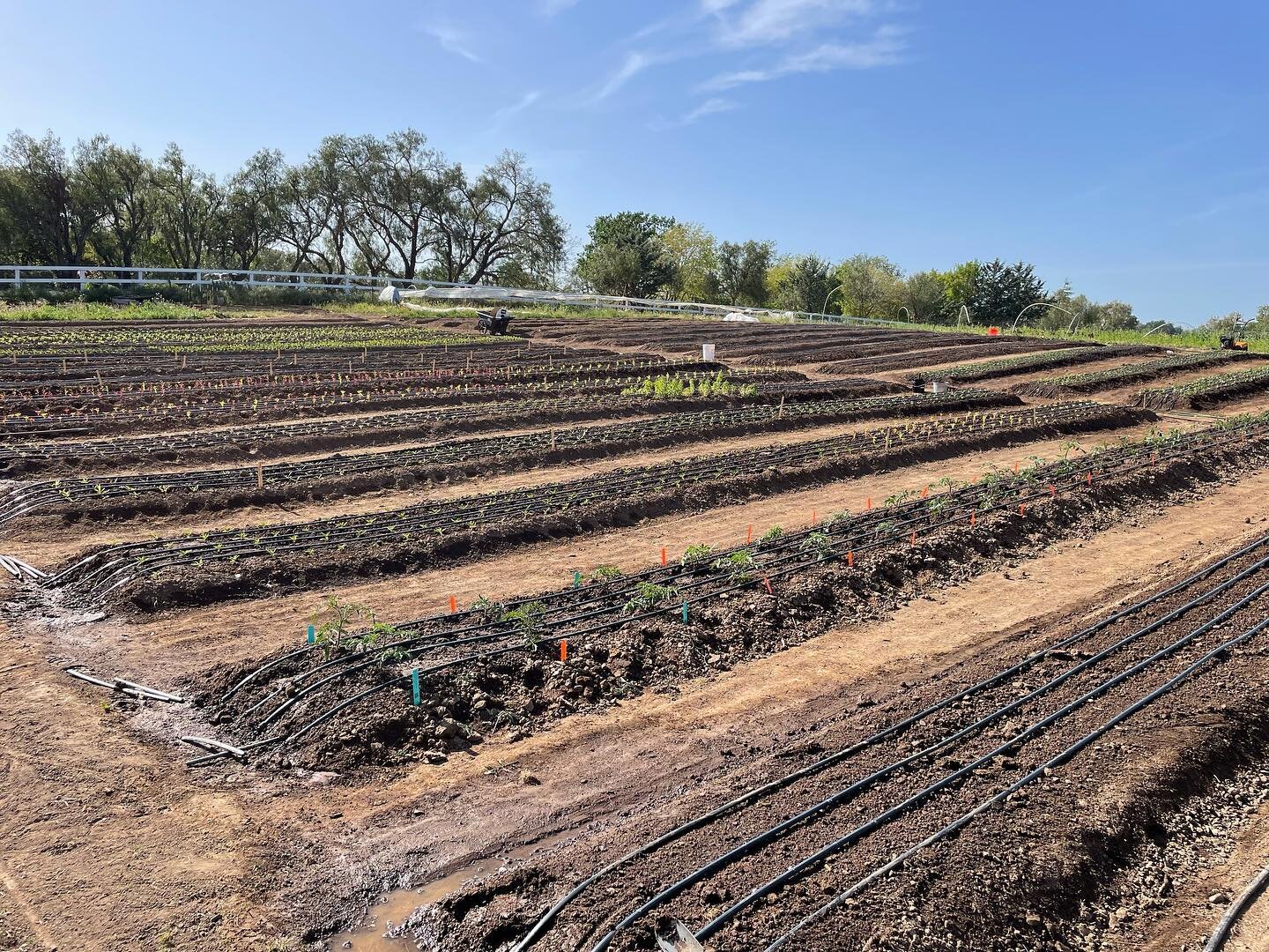 Ok. We are starting to look like a farm again. Summer planting happening! #summer #thestarterfarm #crops #flowers #tomato #herbs #farm #farmlife #planting #garden #flowerfarmer #santaynez #california